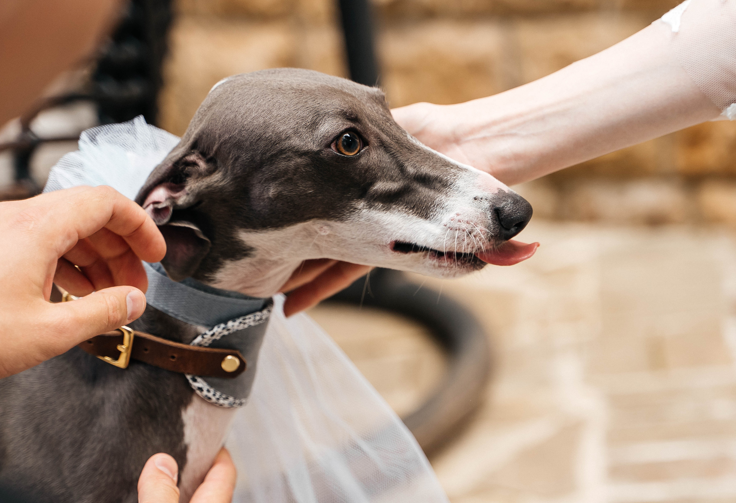 Иван и Ксения. Свадебный фотограф Диана Грицай