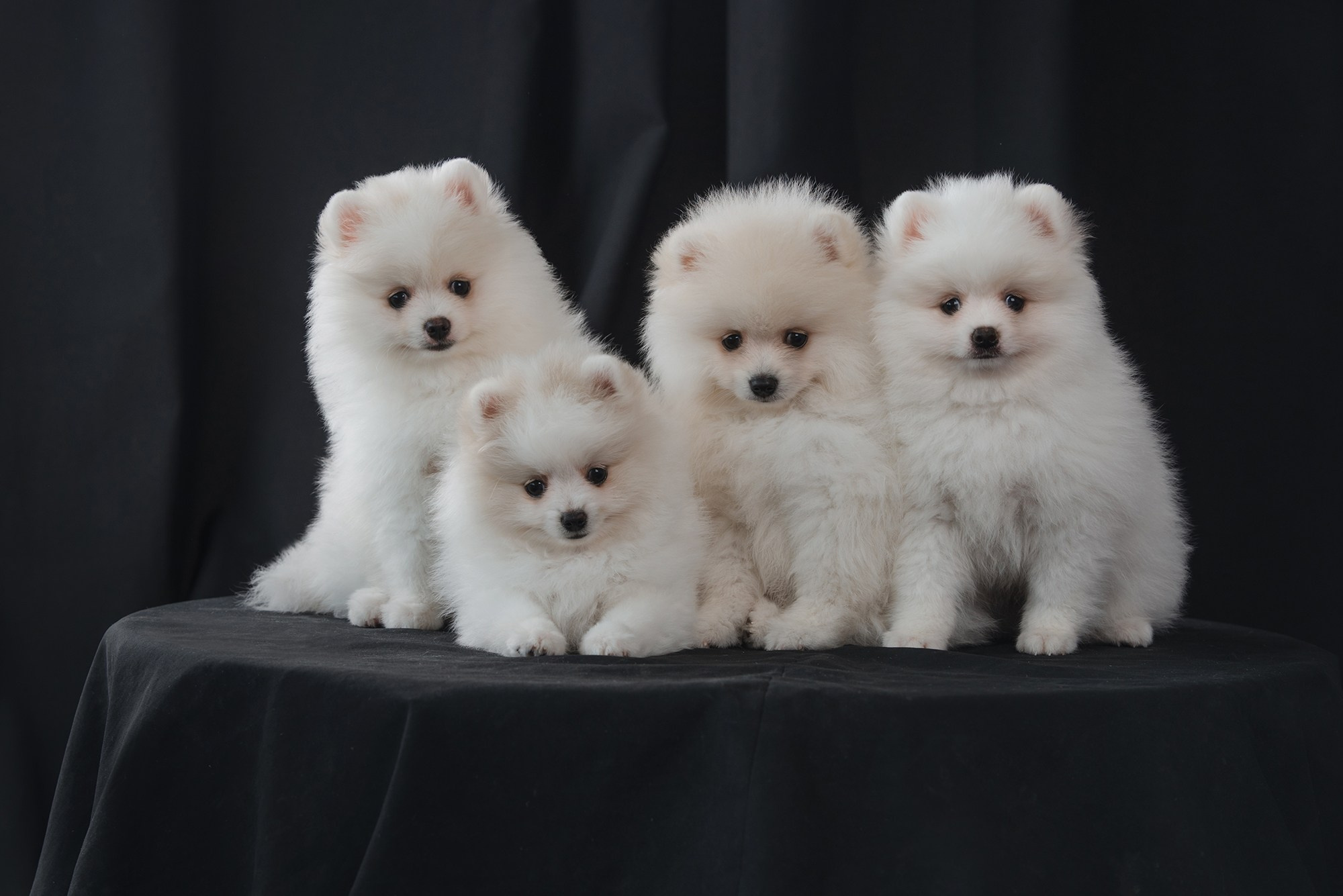 Щенки. Фотограф Анна Тюрина