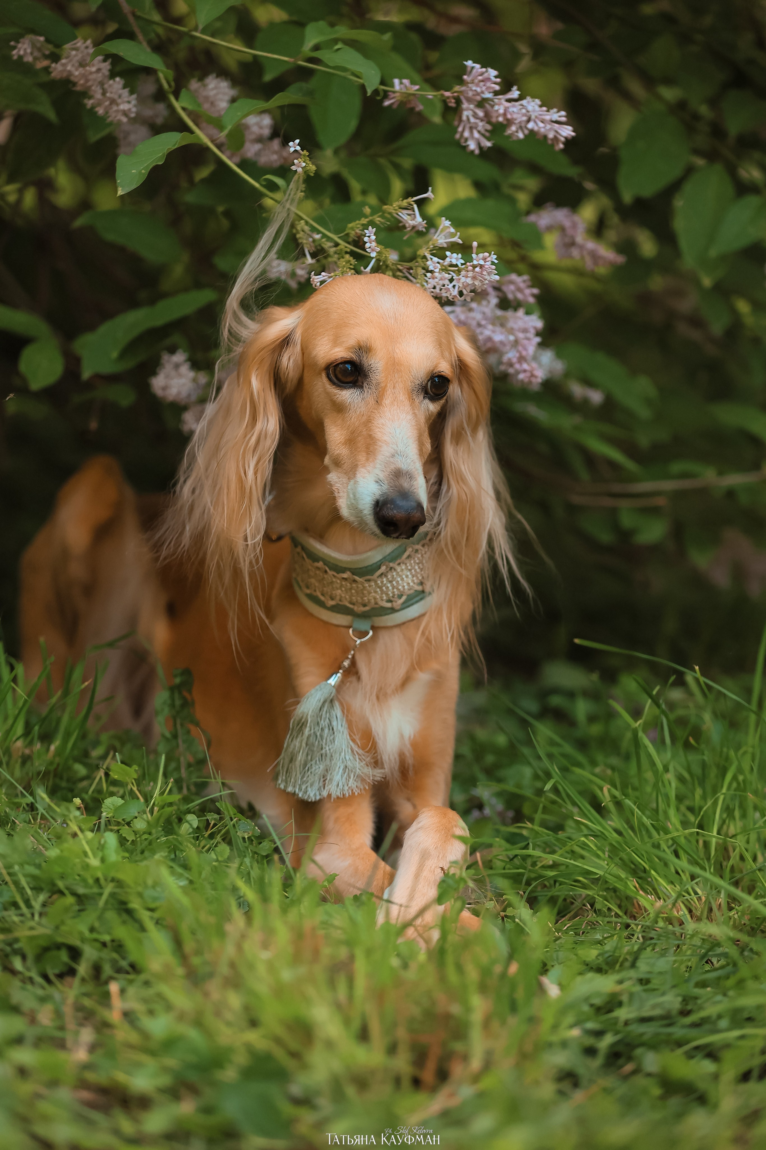 Салюки, фотография салюки, собака в цветах, красивая собака, фотограф анималист, фотокурс Анималистика, научиться фотографировать собак