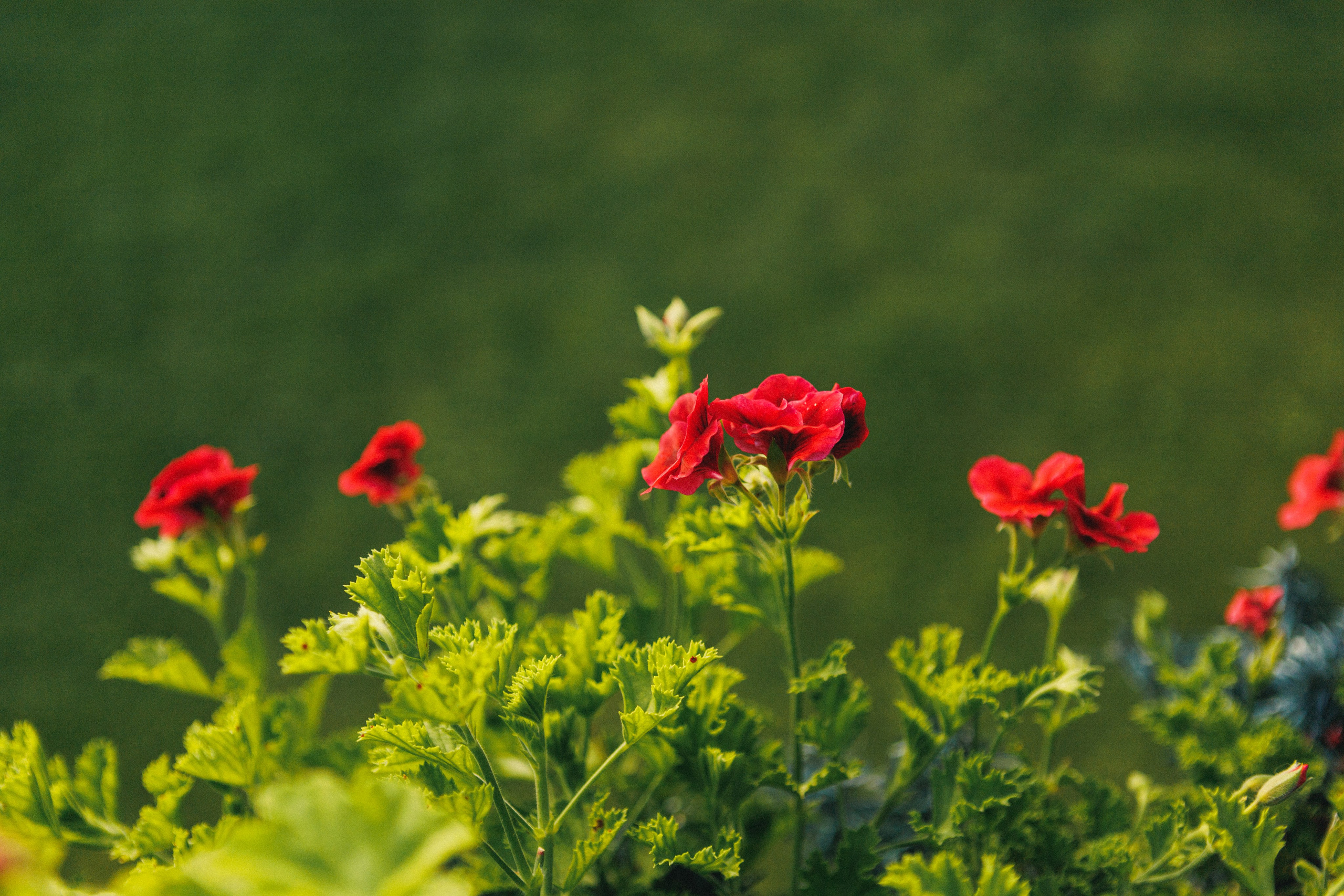 Екатерина и Илья. Фотограф Дубровская Виктория