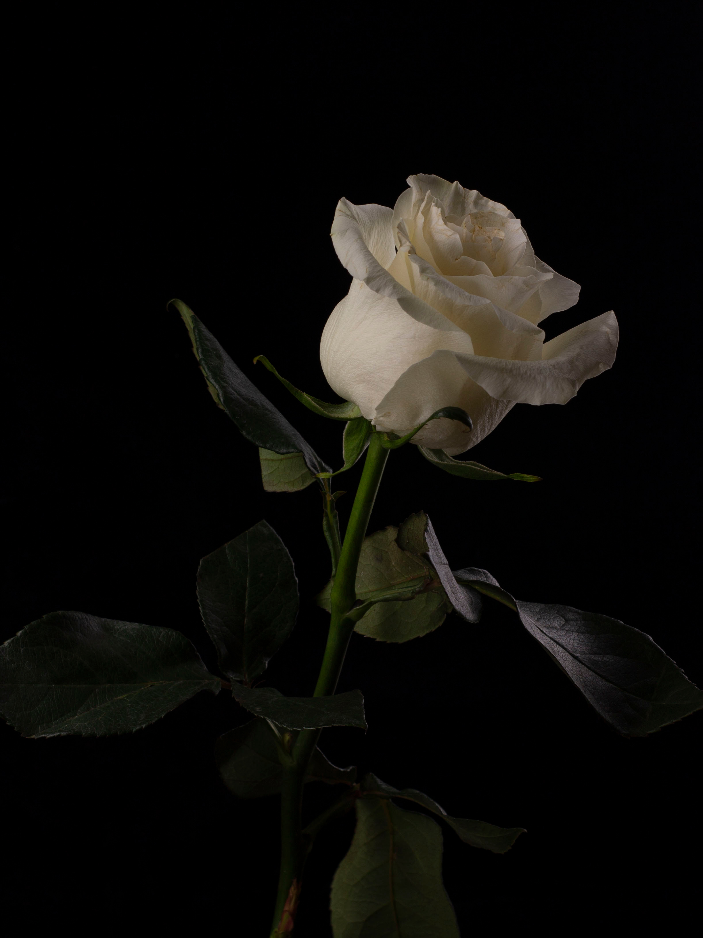 фотографирование цветов в Перми