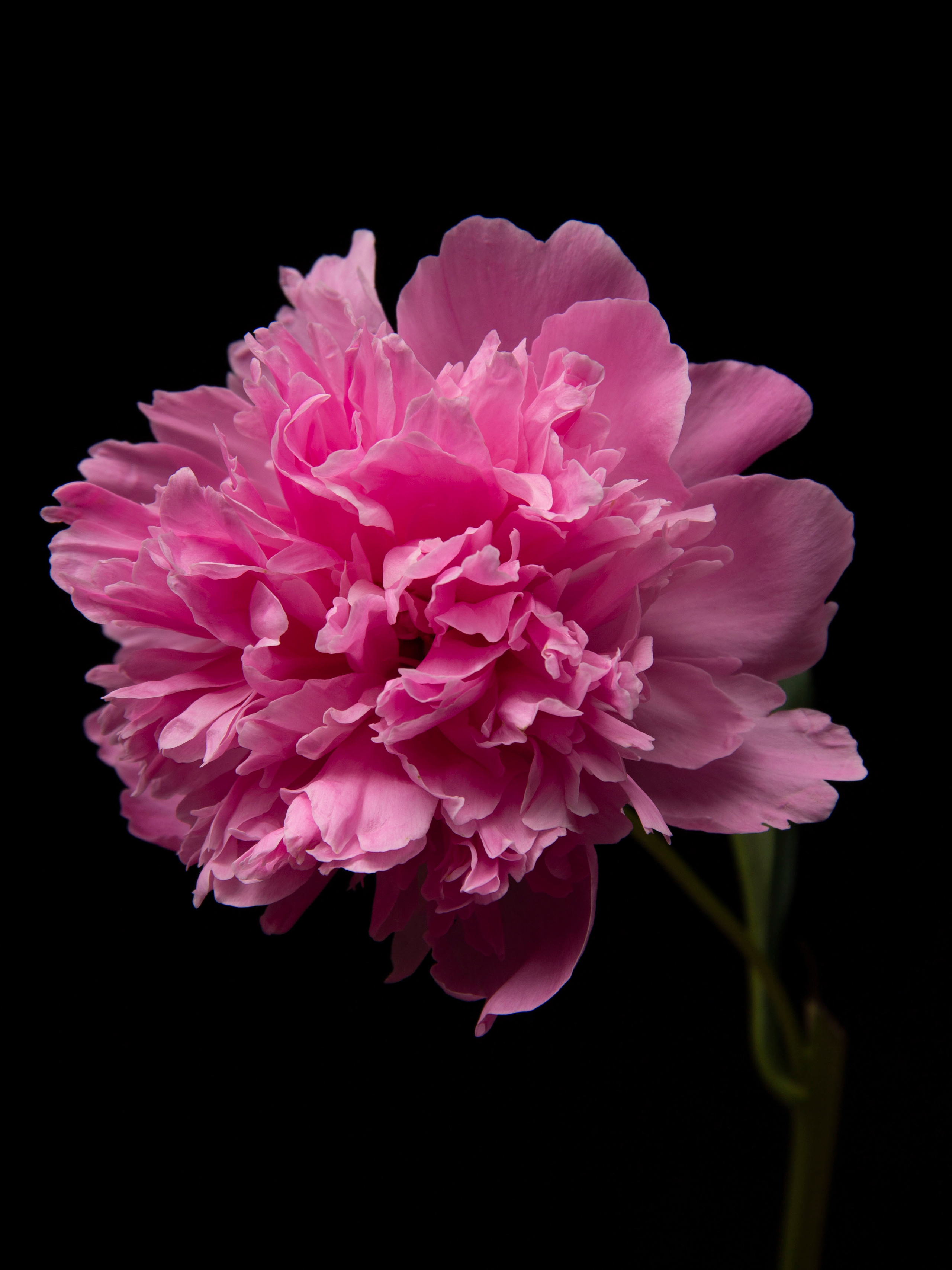 Пионы на фотографии