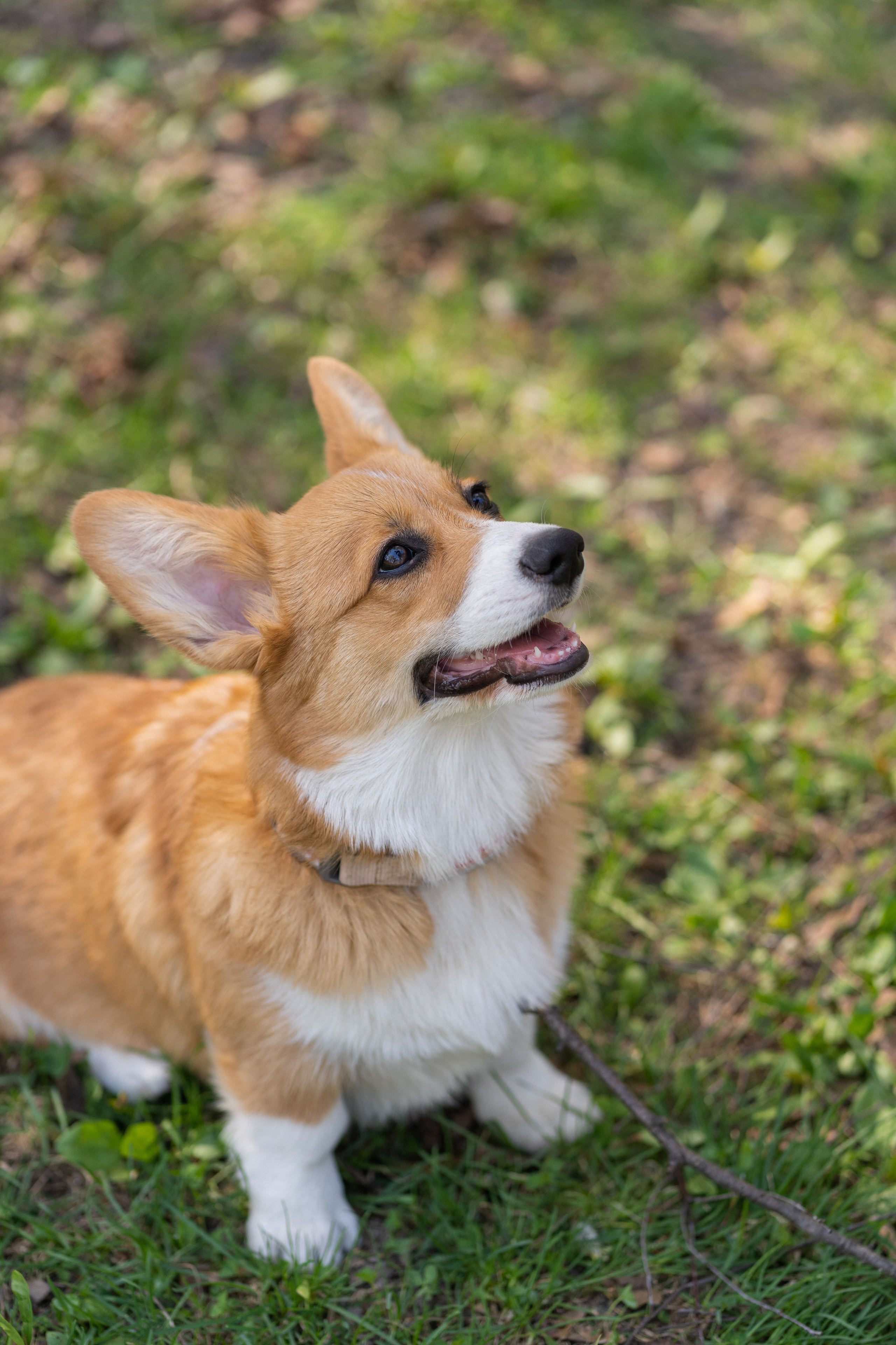 Саша, Настя, Луна. Свадебный фотограф в Москве Анна Полушина