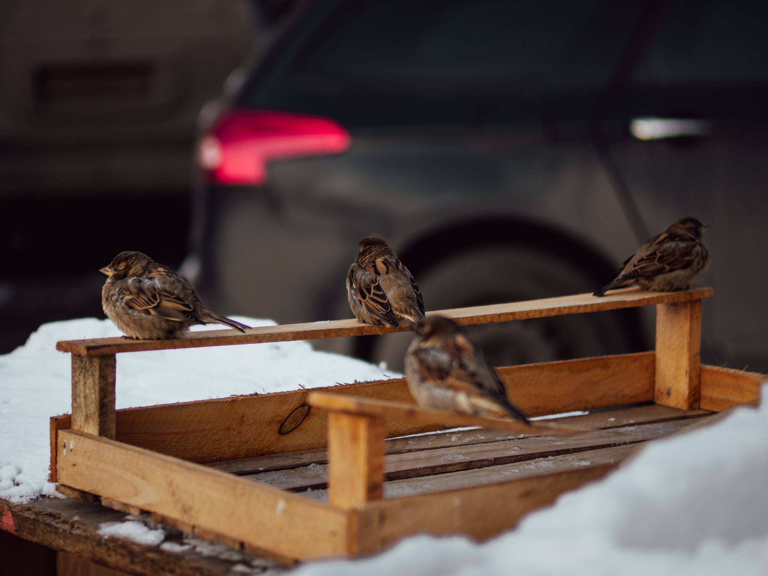 Воробьи. Профессиональная фотография от VladEstaf_StyloQArt: портреты, репортажи, семья