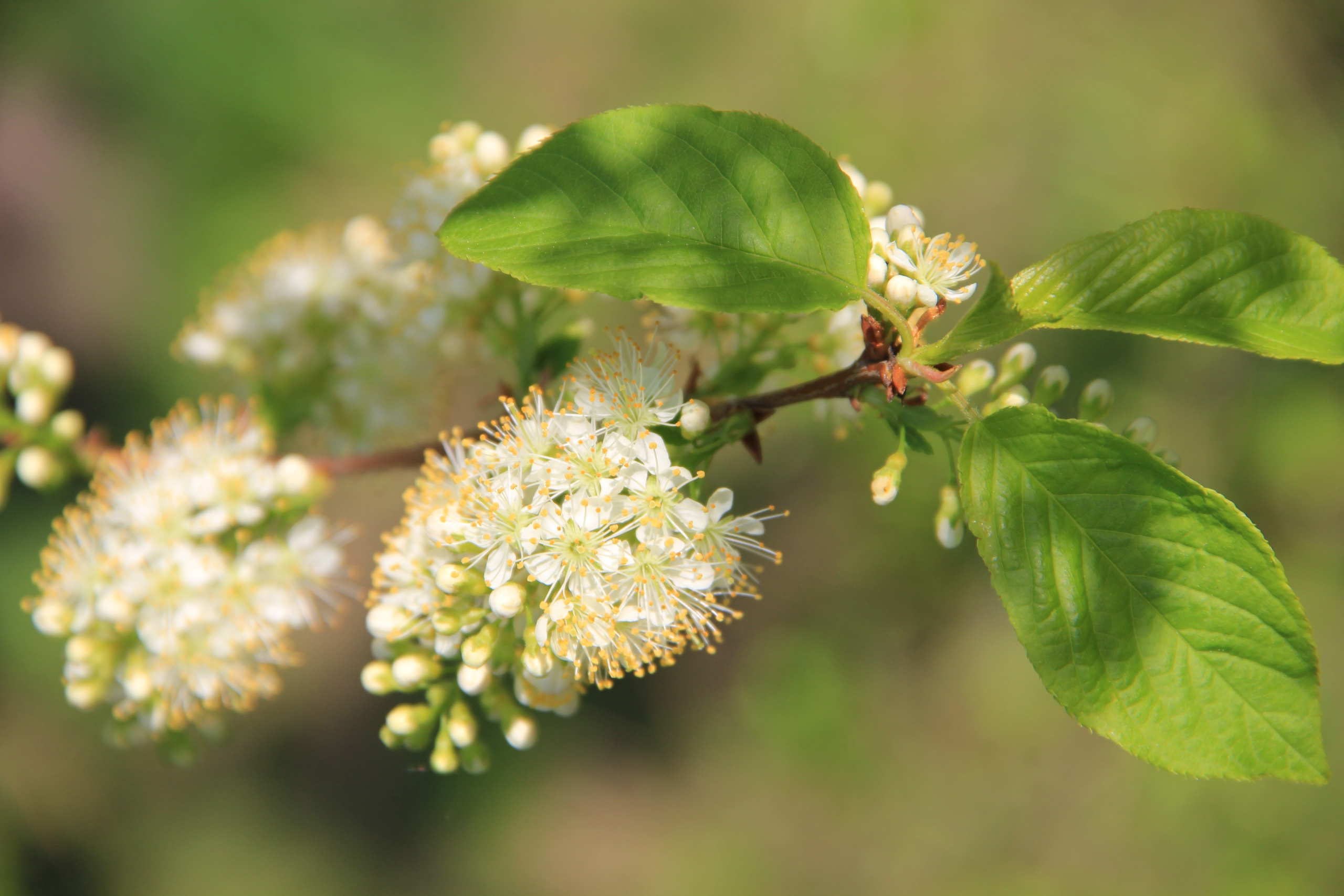 Весна. Ваш фотограф Северск | Томск