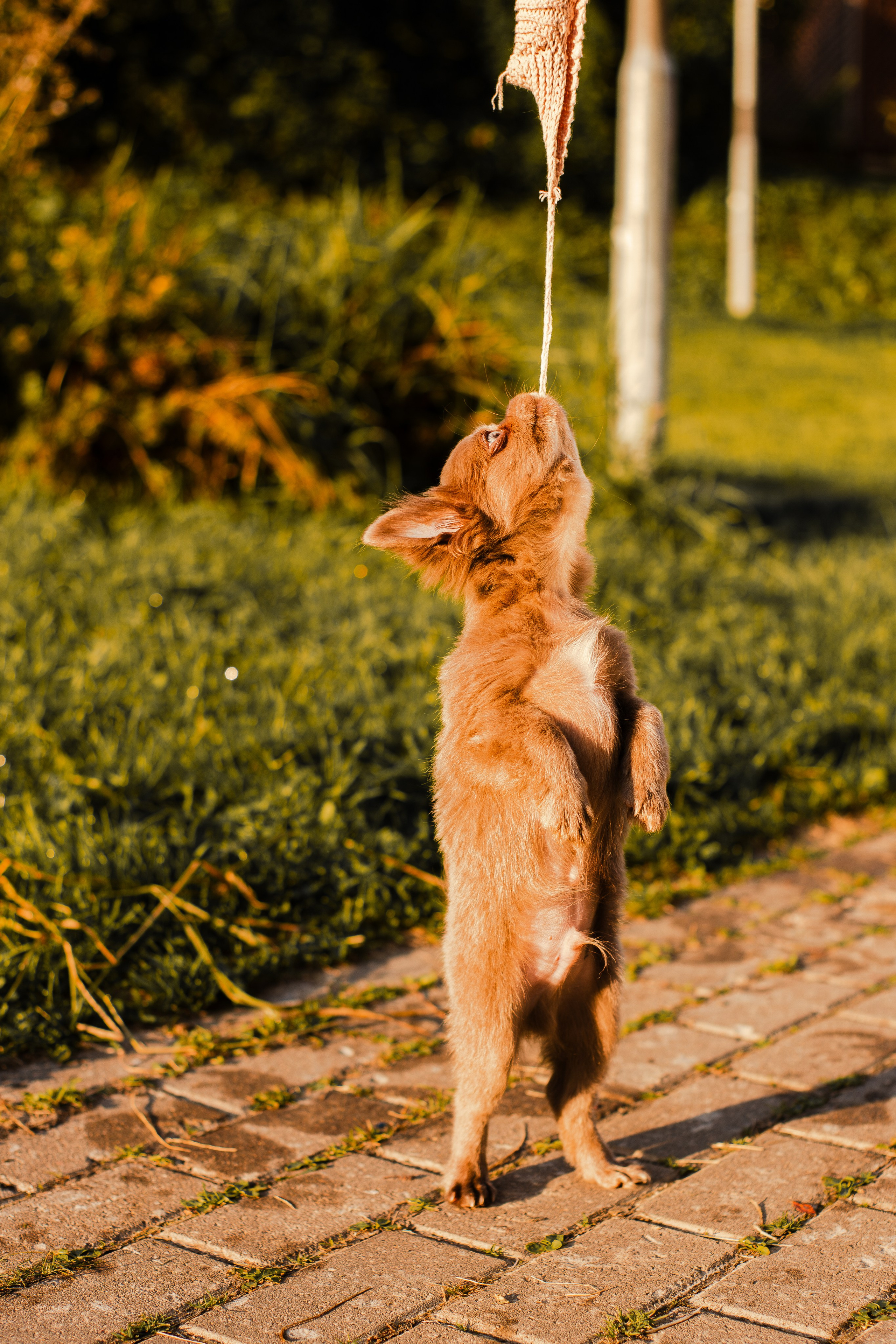 Варя и Фунтик. Фотограф-анималист Мария Баркевич | Москва