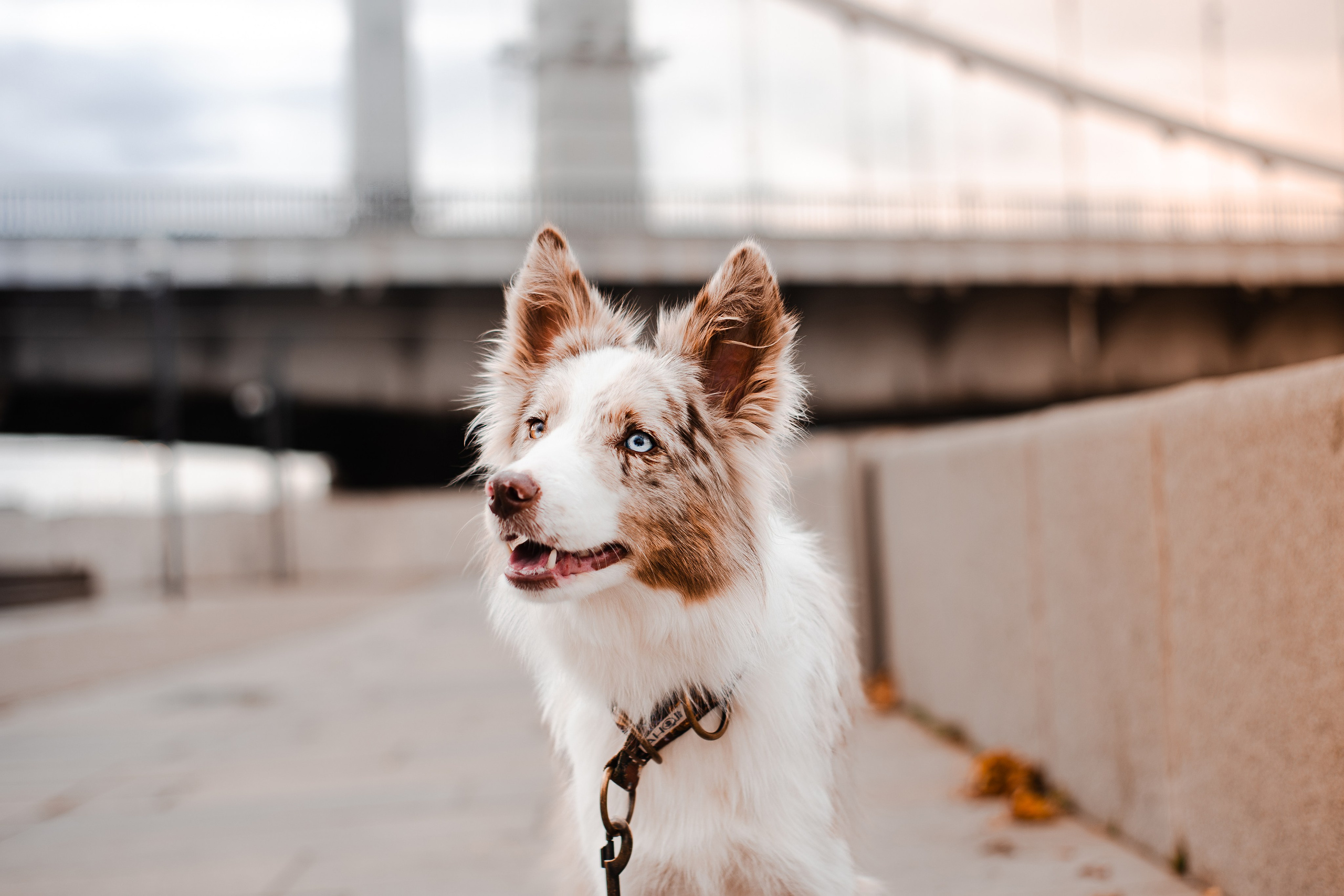 Мария и Утопия. Фотограф-анималист Мария Баркевич | Москва