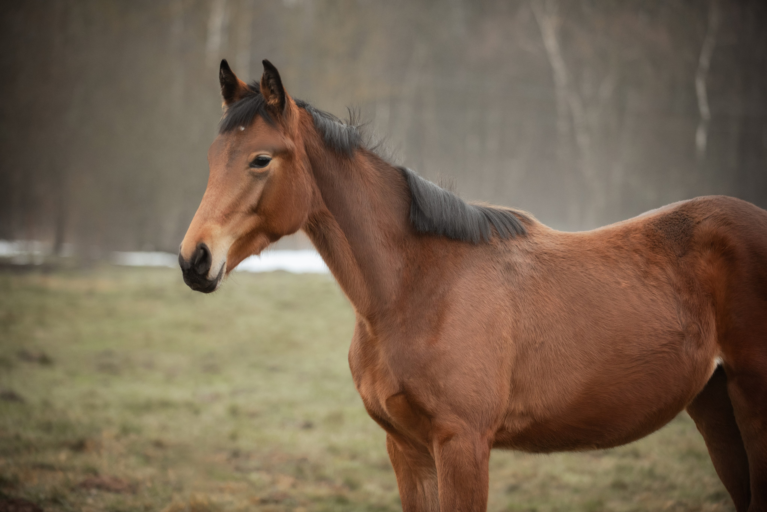 Мелкаши ЮНА. Куракина Дарья • Конный фотограф