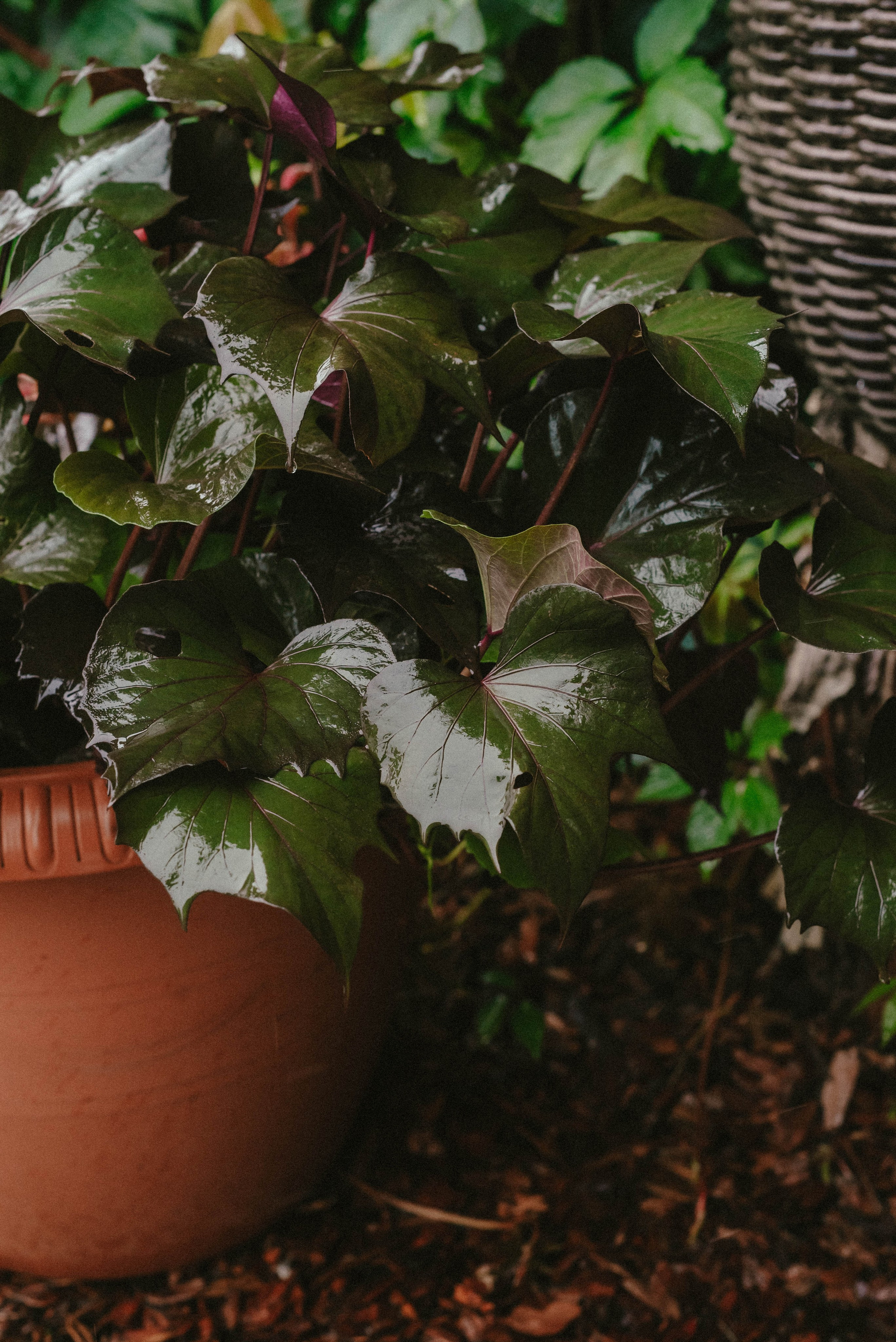Лесное царство Оксаны. Свадебный и семейный фотограф в Новосибирске, Санкт-Петербурге, Москве