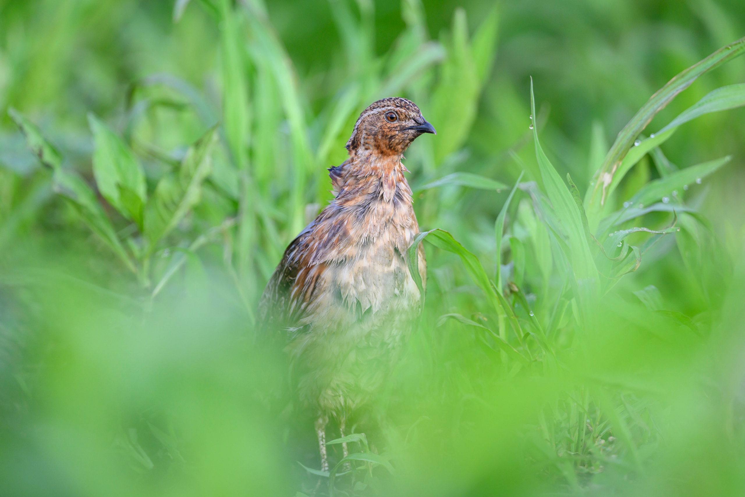 Перепел. Wildlife photography by Sergey Puponin