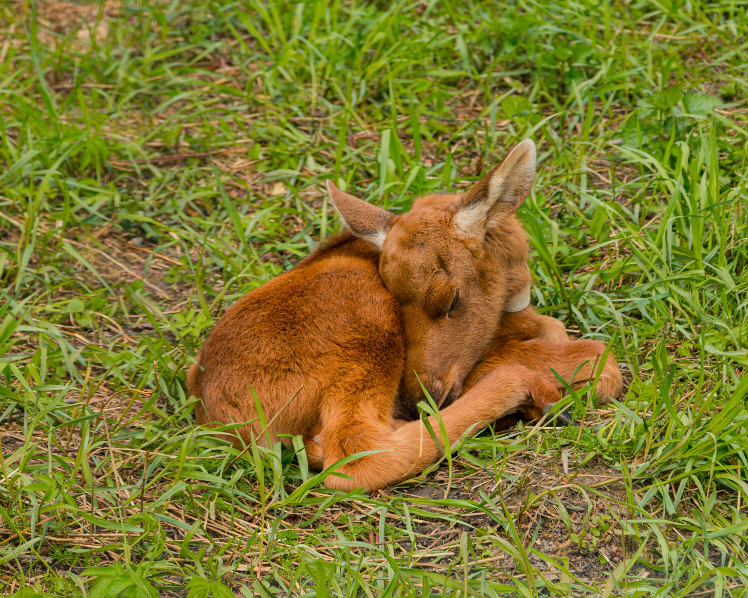 Лосеферма Сумароково. Фотограф Илья Варакин
