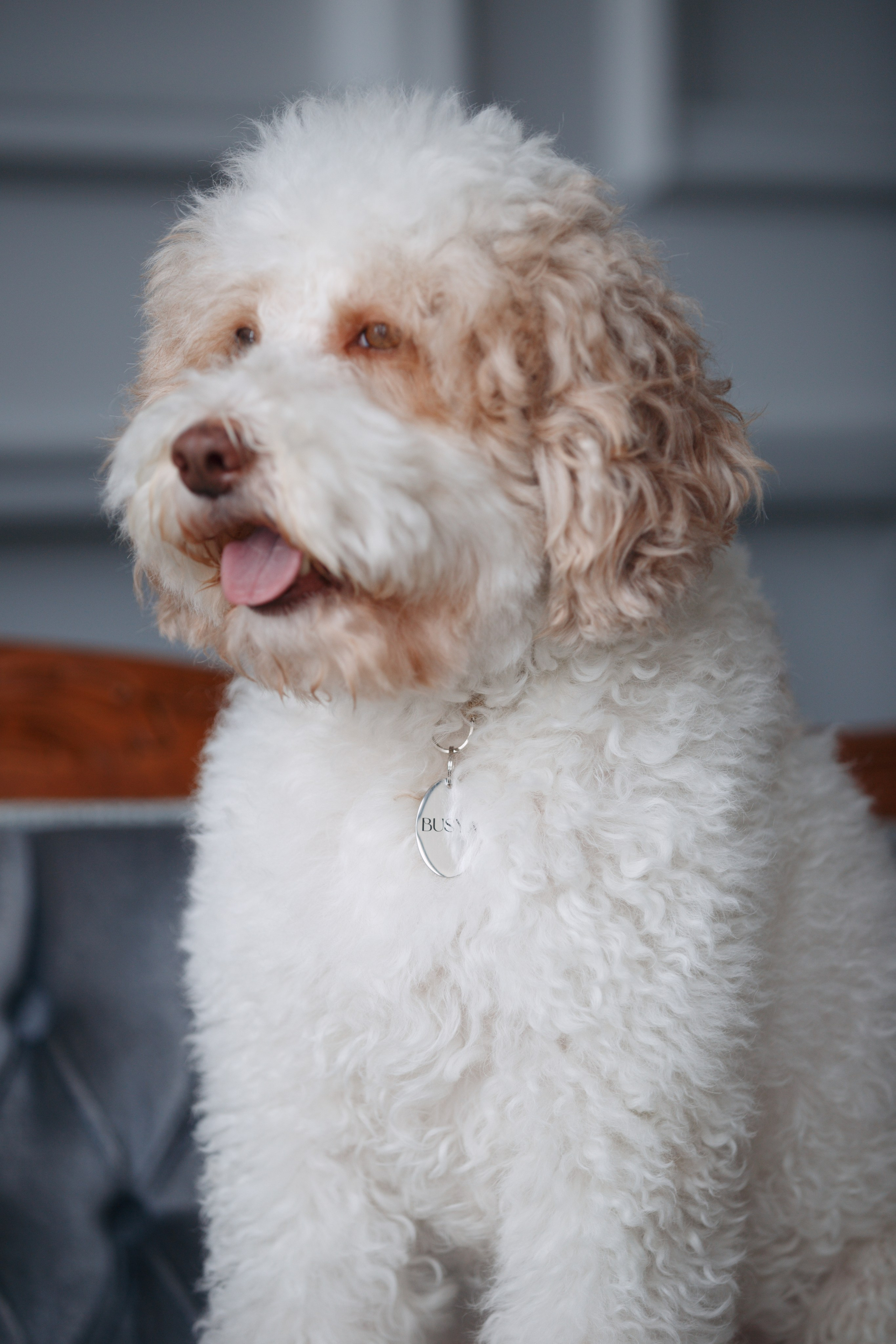 Bmbh лежанки и адресники. Фотограф анималист Кристина Карпова, Москва