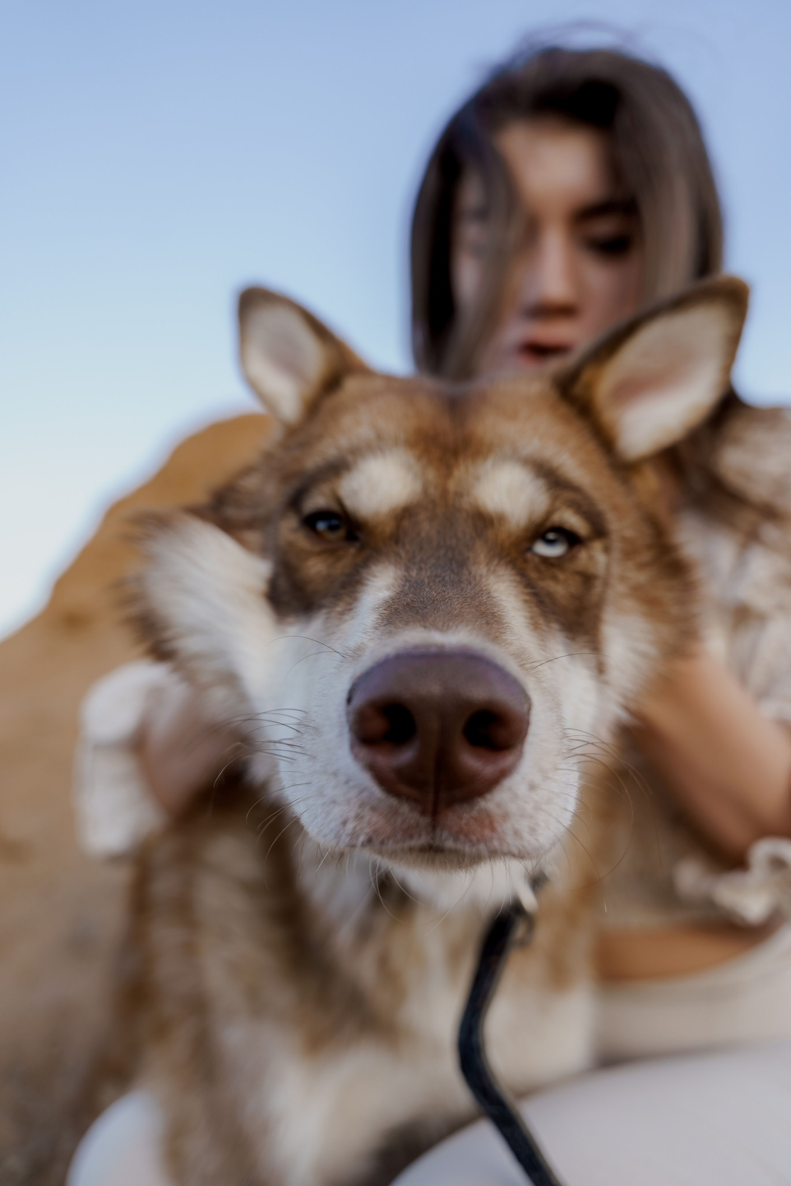 Love and husky. Свадебный фотограф Решетников Дмитрий