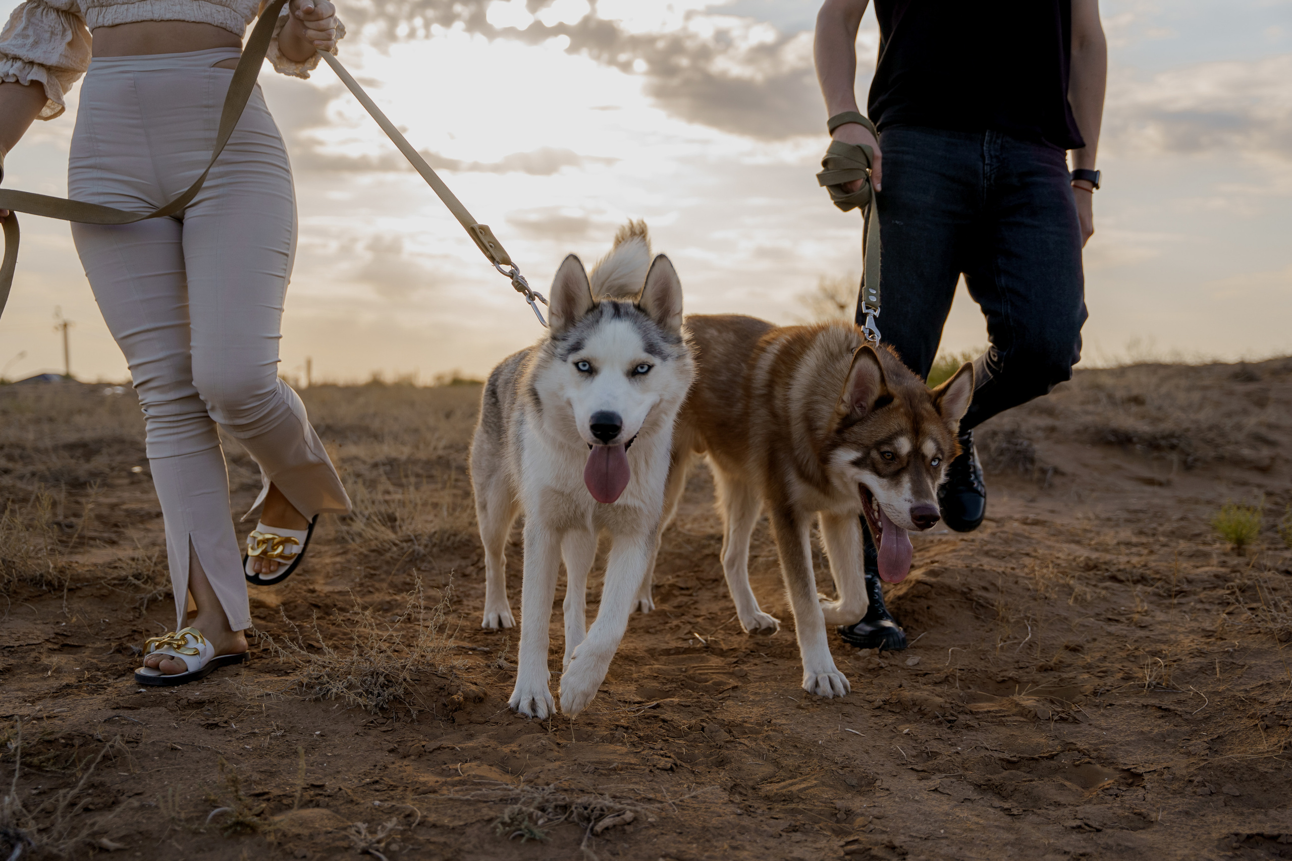 Love and husky. Свадебный фотограф Решетников Дмитрий