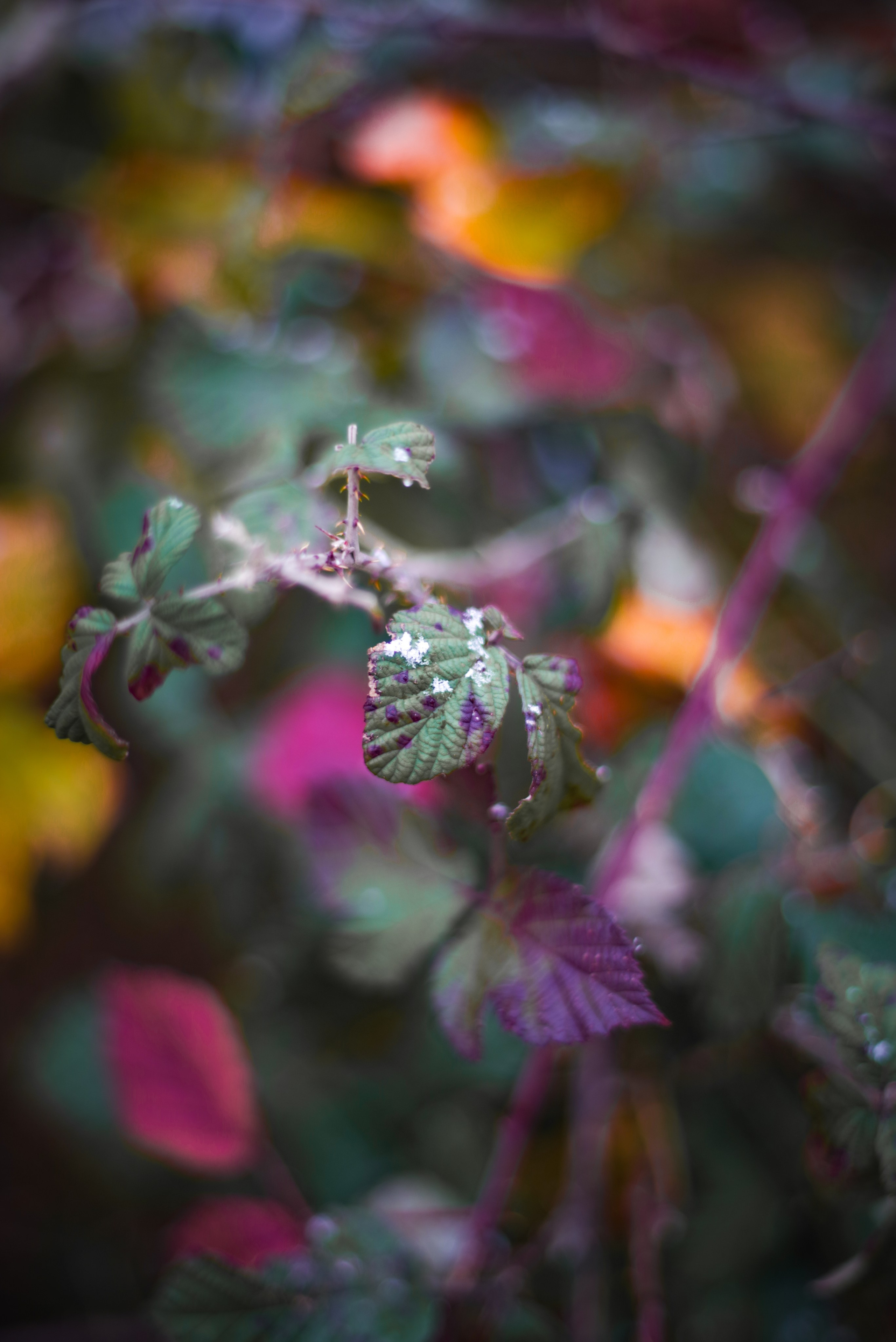 ფოტო ტელეფონისთვის. Портретный фотограф Денис Милютин