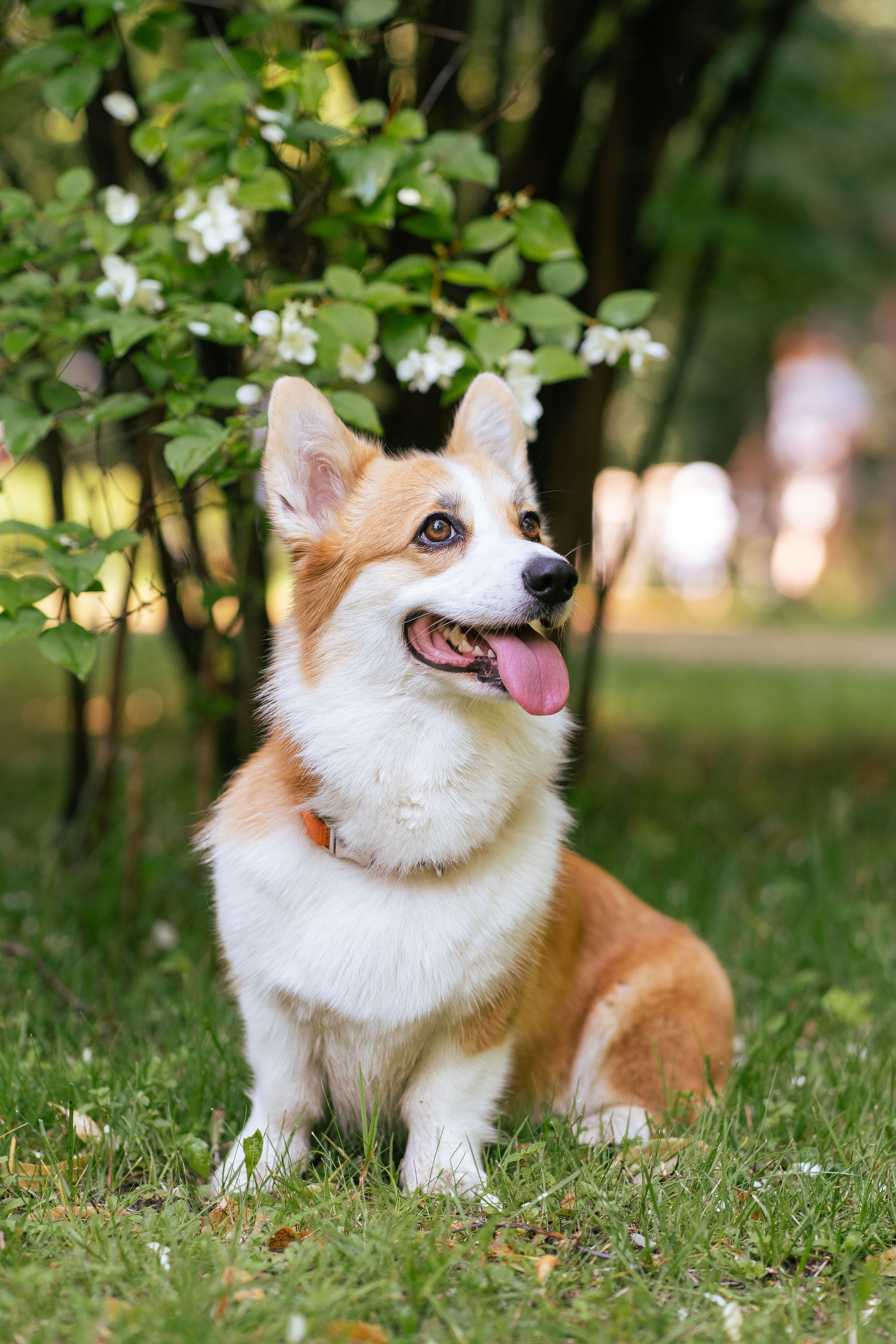 Ольга и коржики. Свадебный фотограф в Москве Анна Полушина