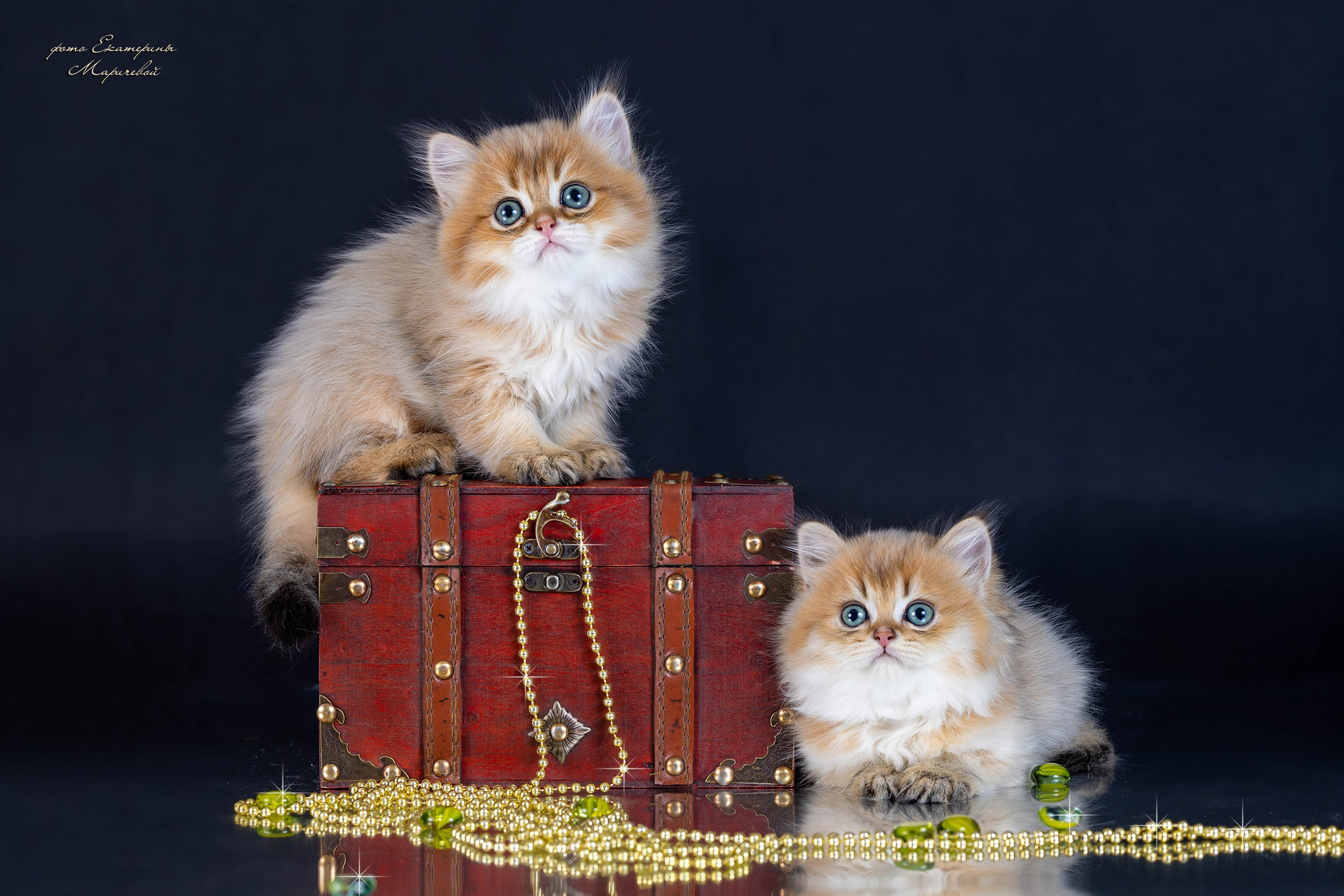 Галерея котят. Фотограф-анималист в Омске Екатерина Маричева