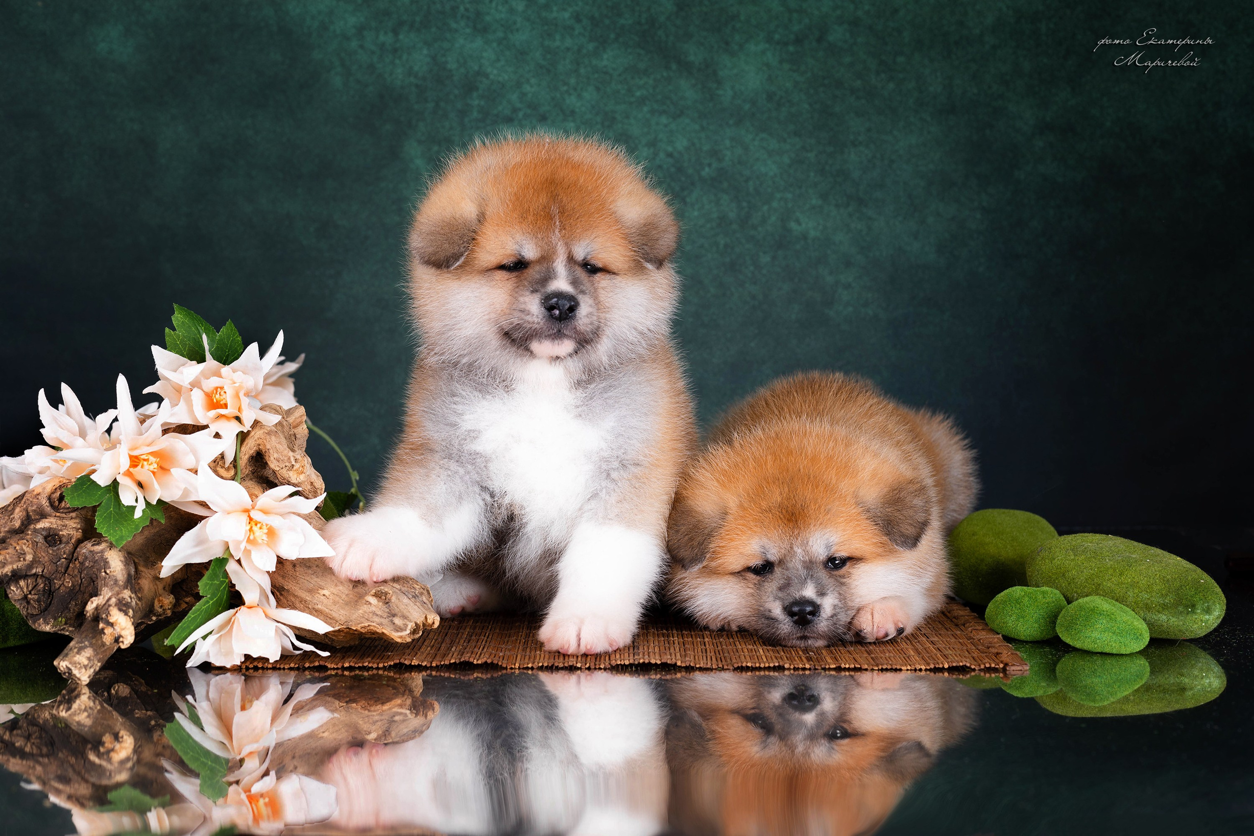 Галерея щенков. Фотограф-анималист в Омске Екатерина Маричева