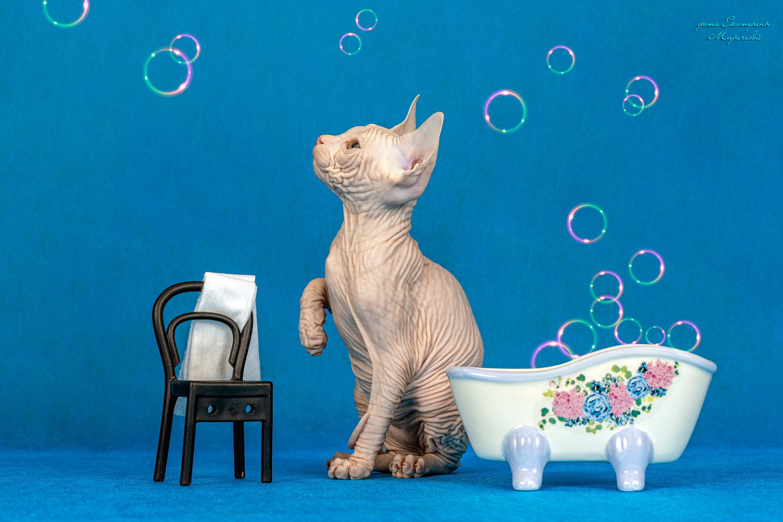 Галерея котят. Фотограф-анималист в Омске Екатерина Маричева