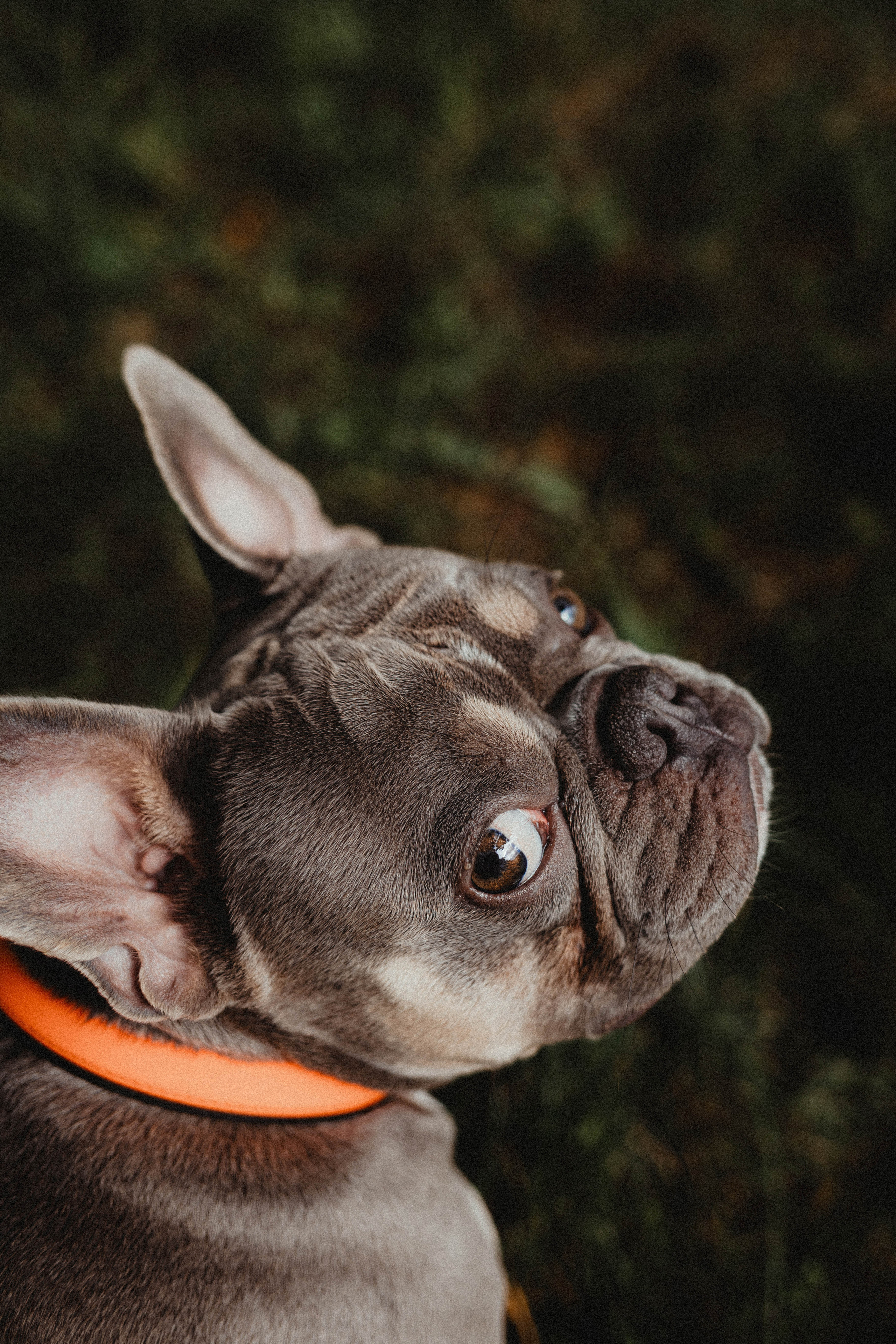 Регина, Сережа и Шелдон