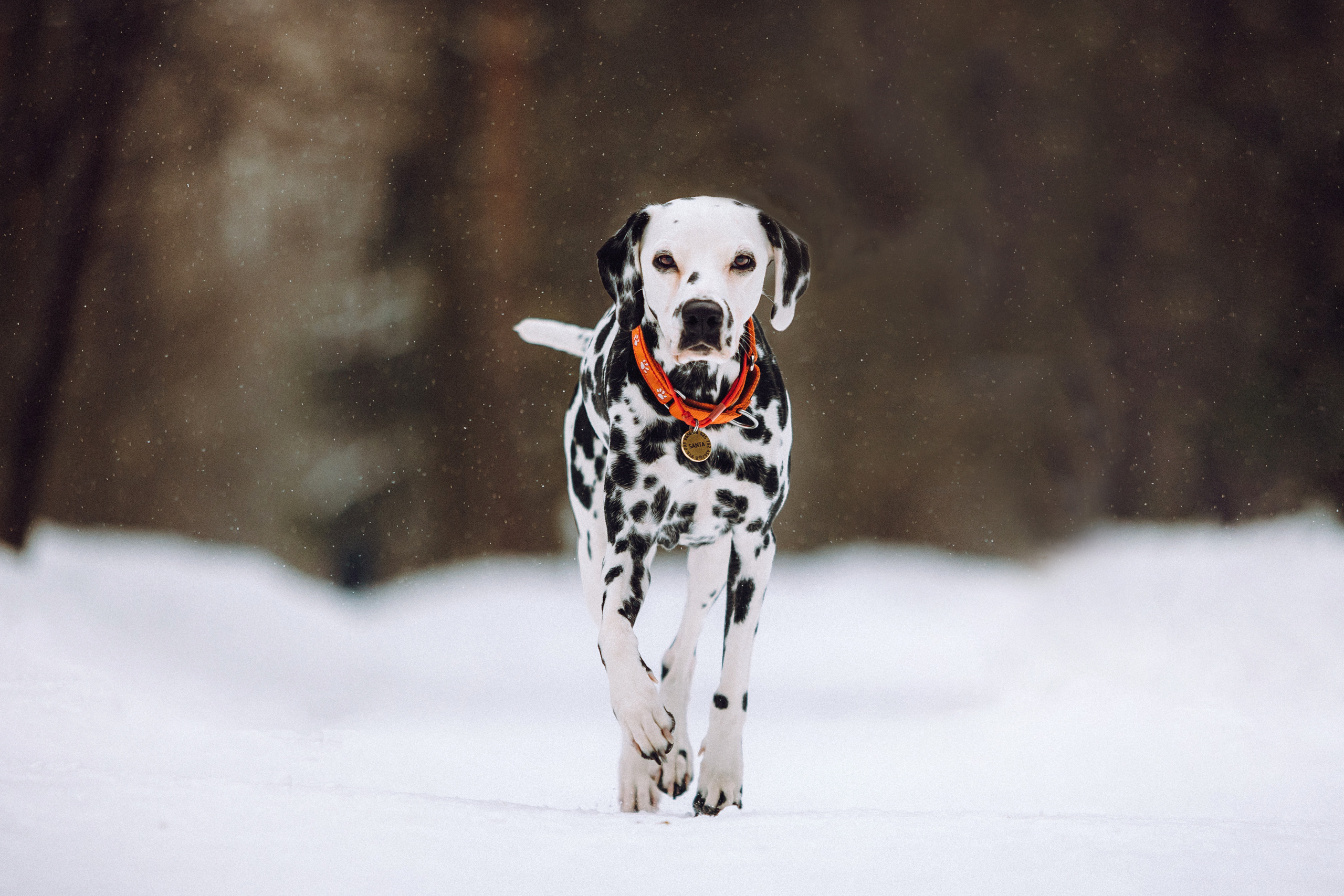 Кристина, Леша и Санта
