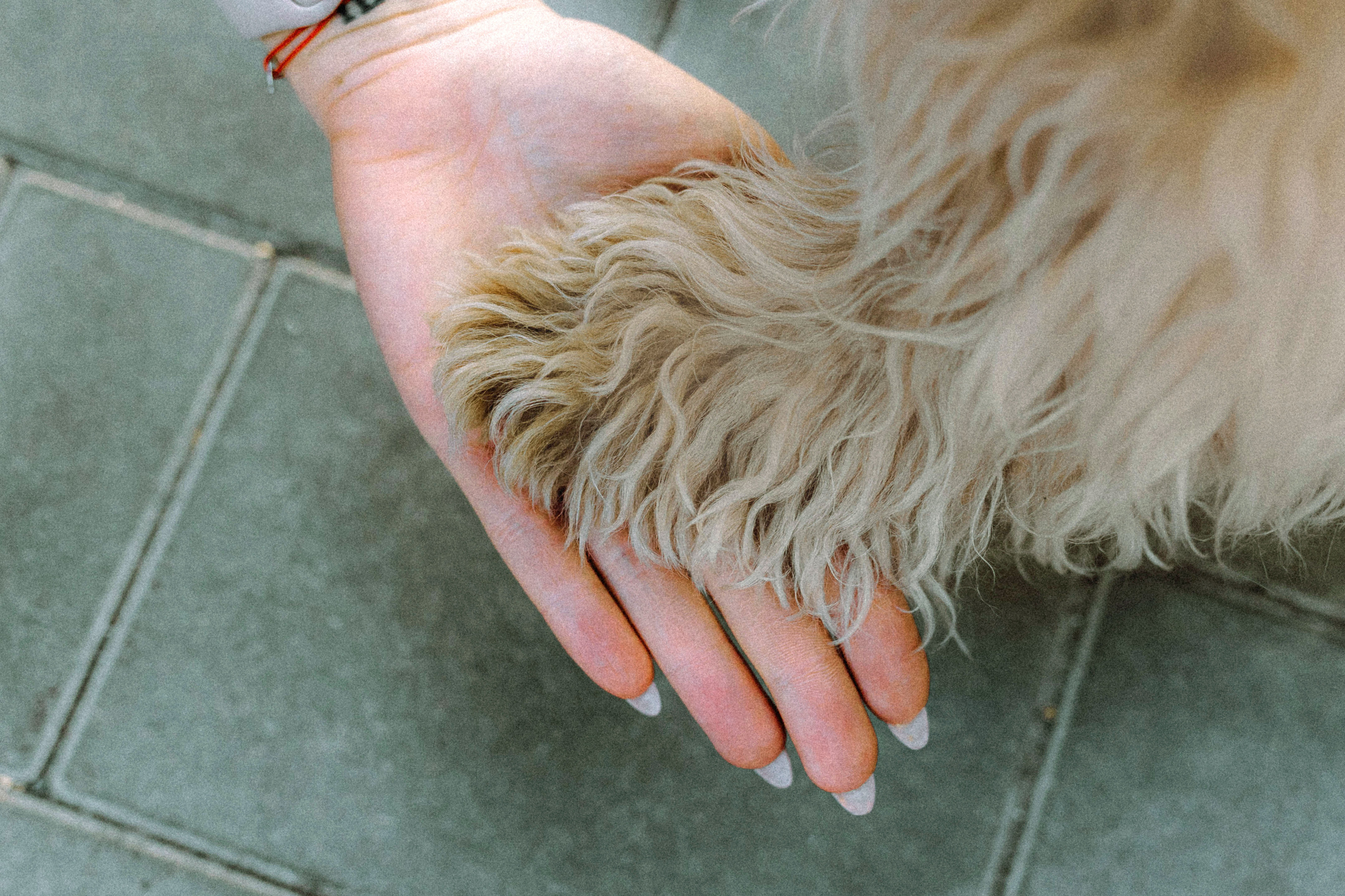 Настя и Симба