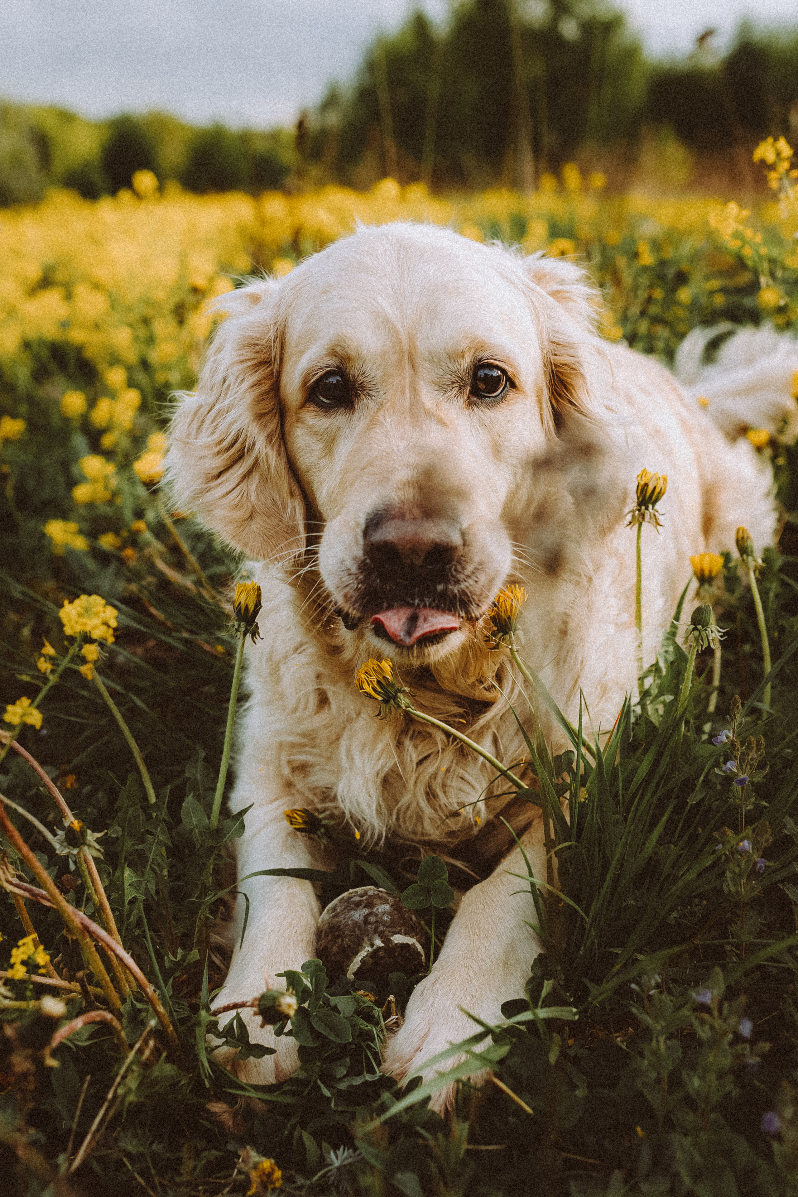 Джаз, Остин и их семья