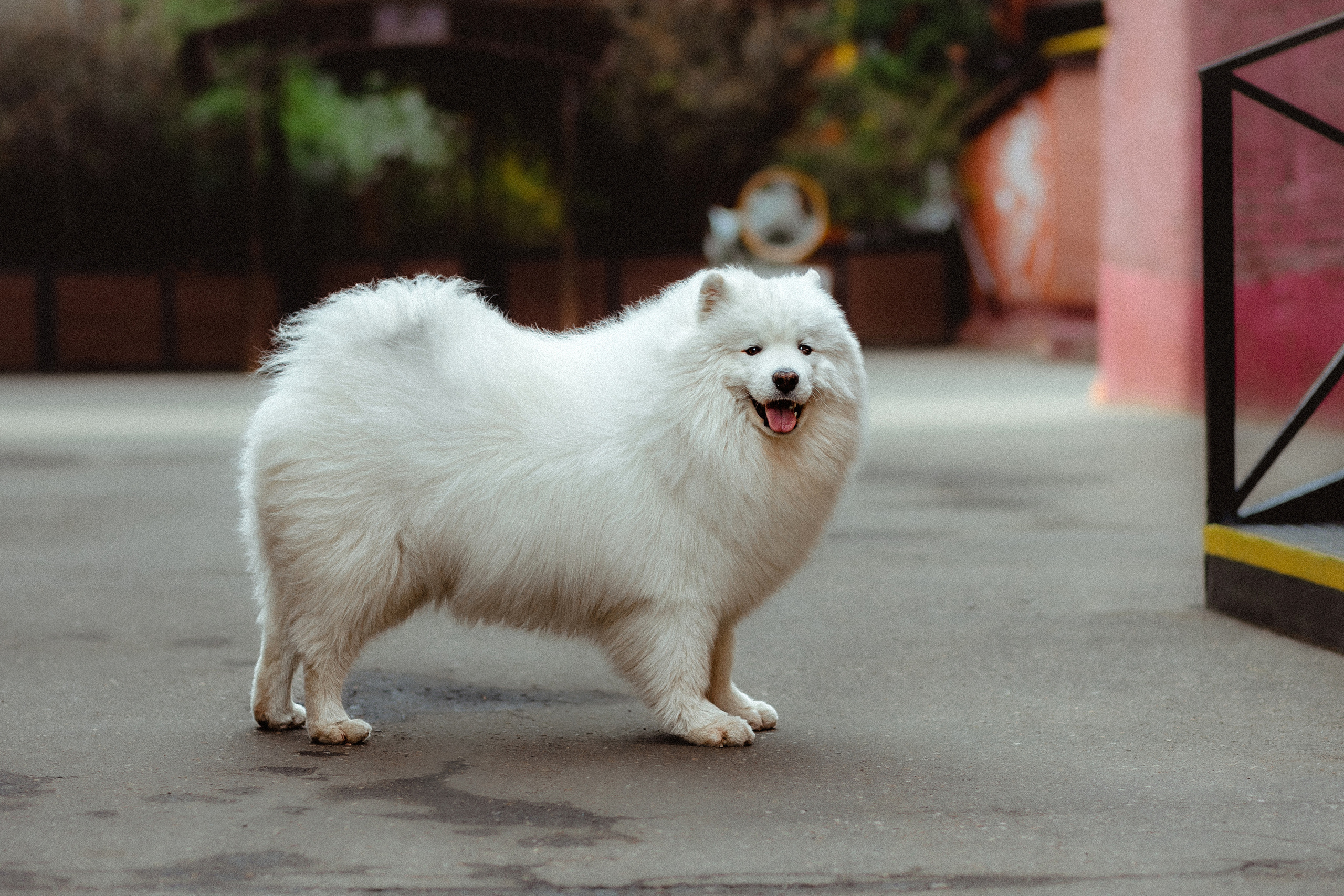 Вика и Балу