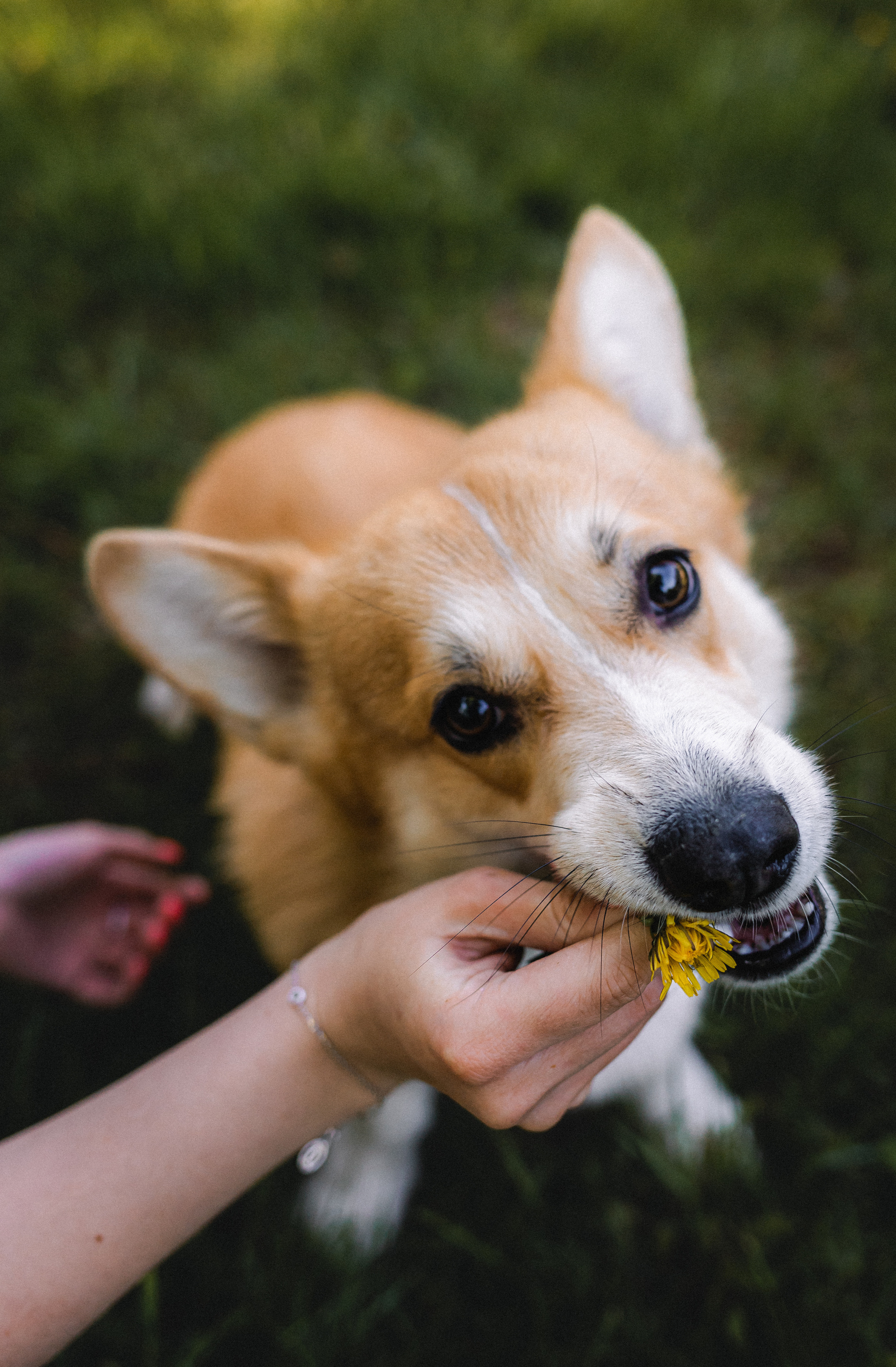Вика, Глеб и Бадди