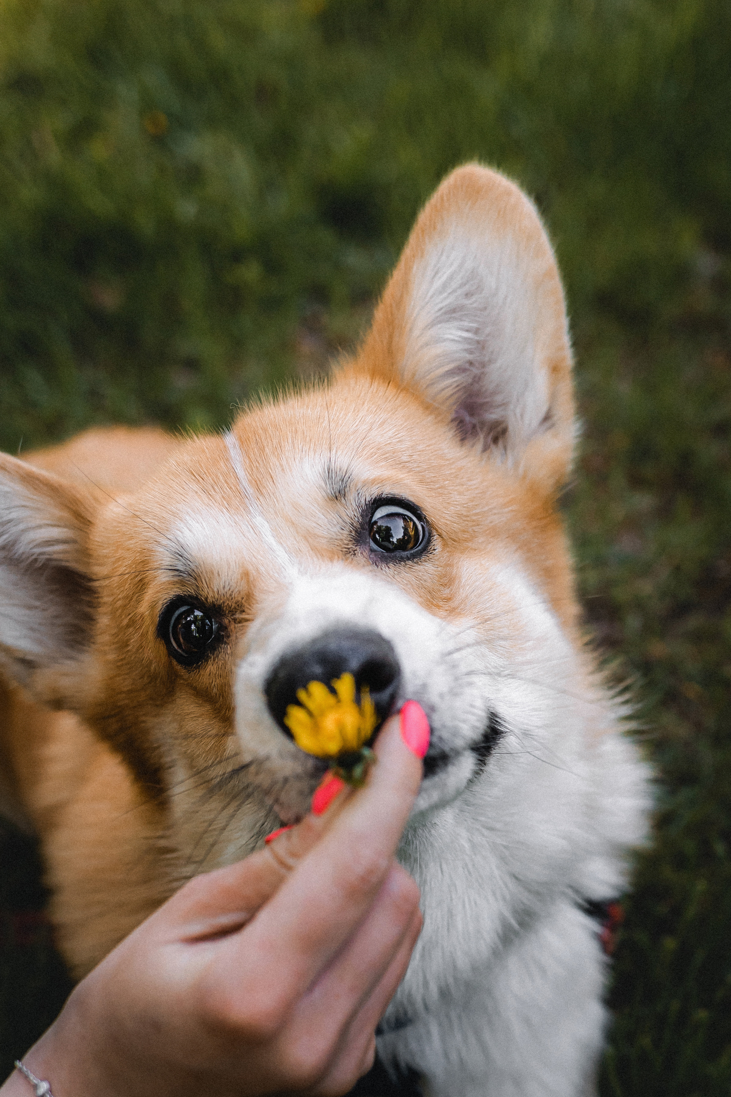 Вика, Глеб и Бадди