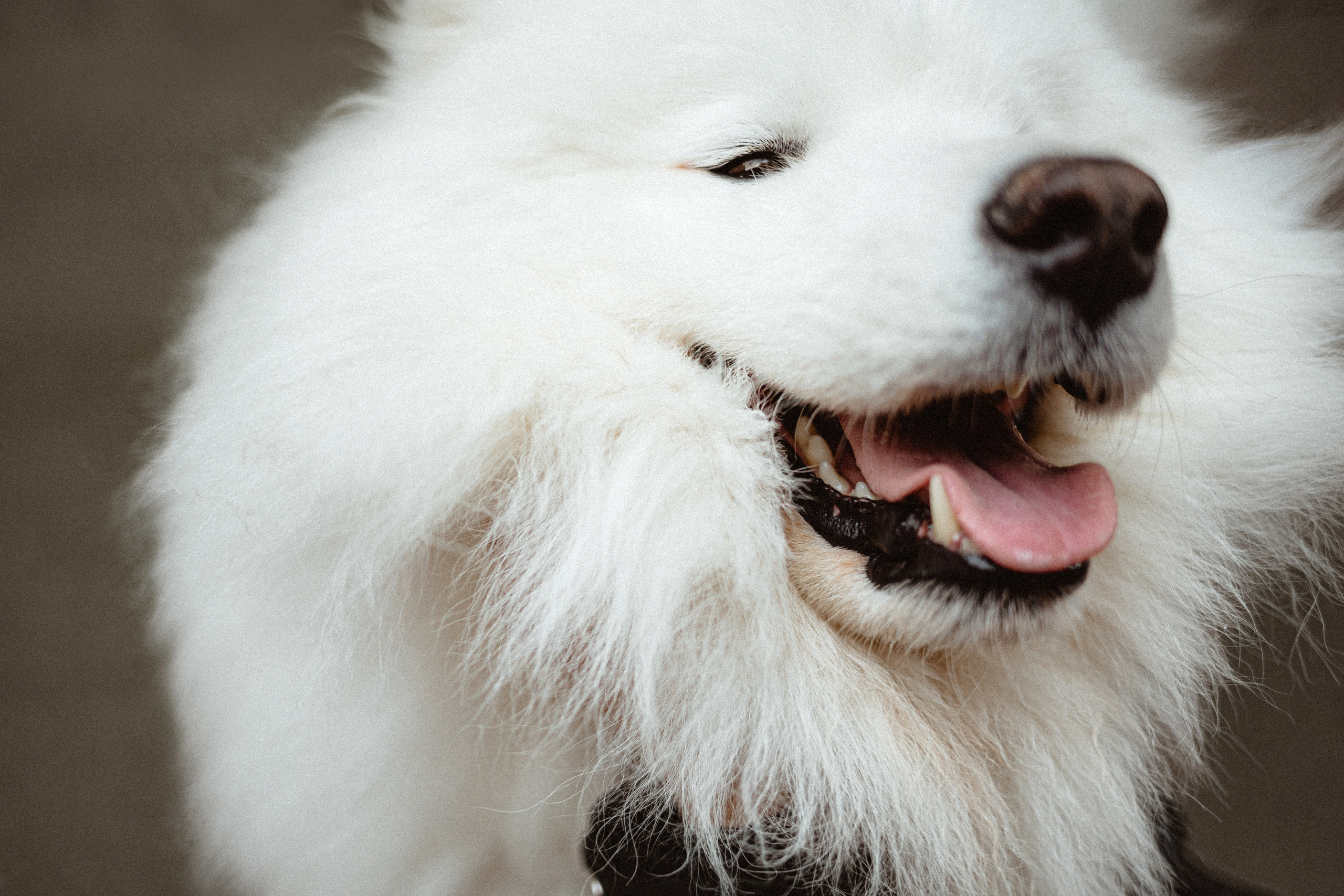 Вика и Балу