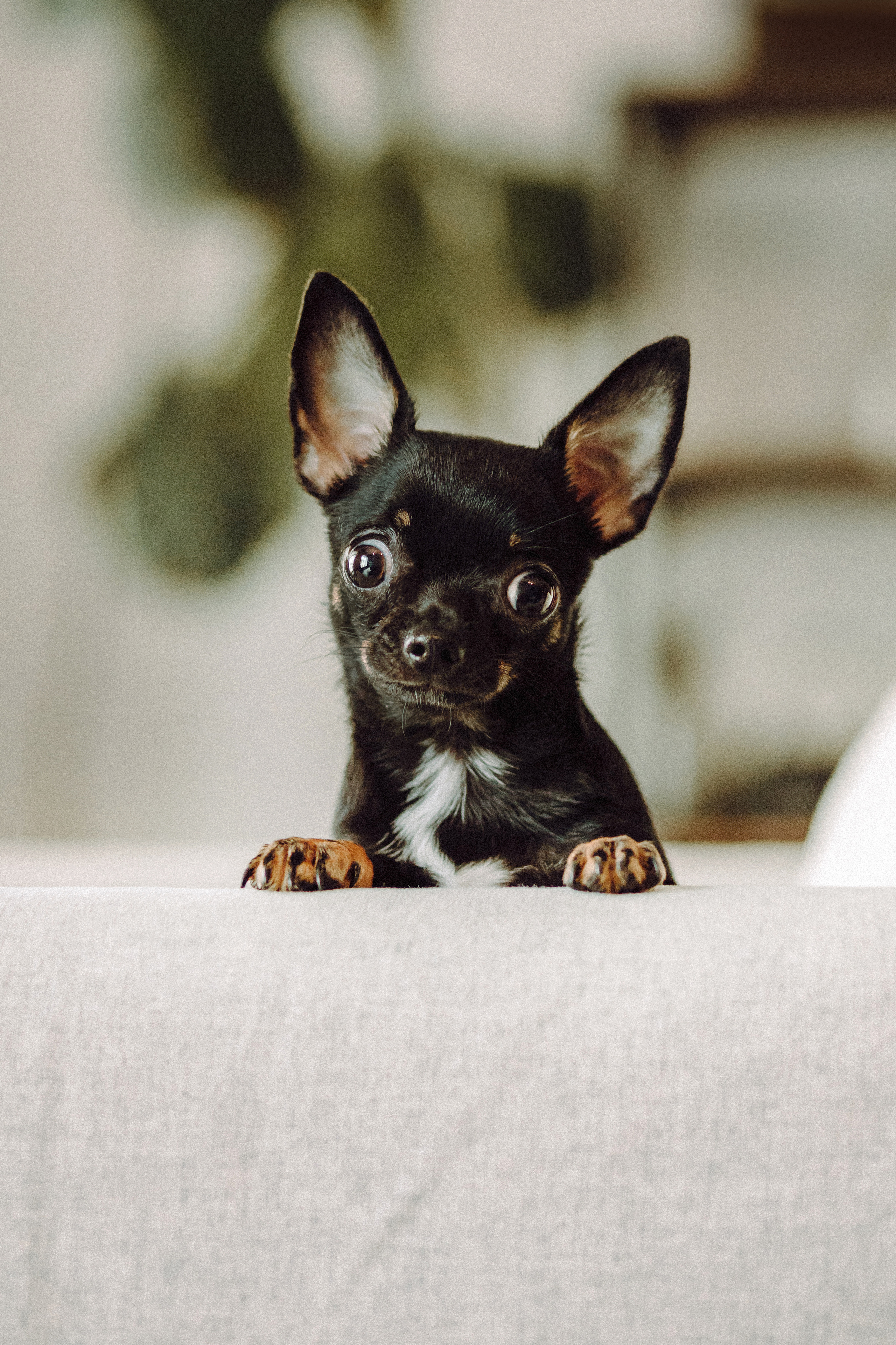 Марк, Челси, Маша и их семья