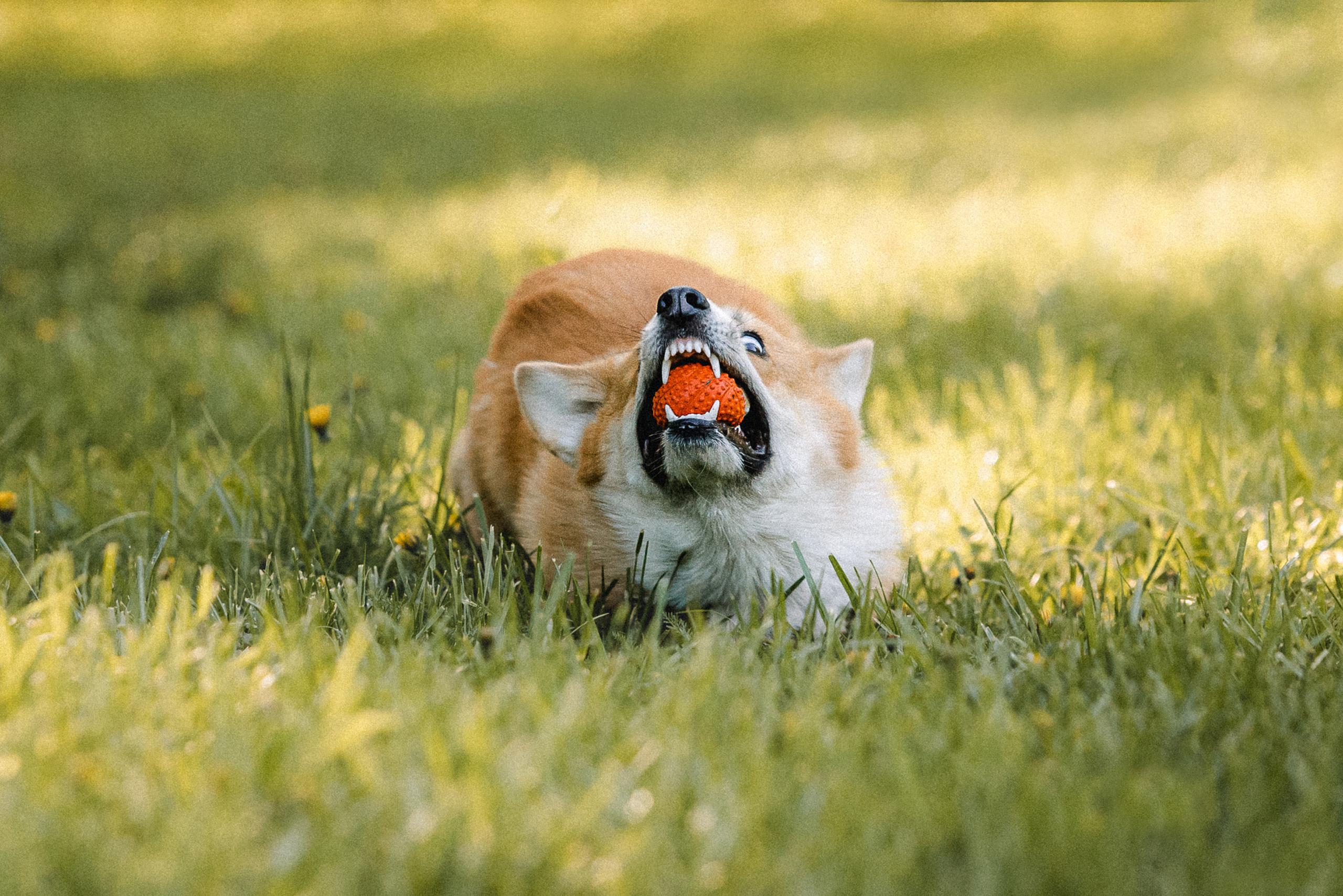 Вика, Глеб и Бадди