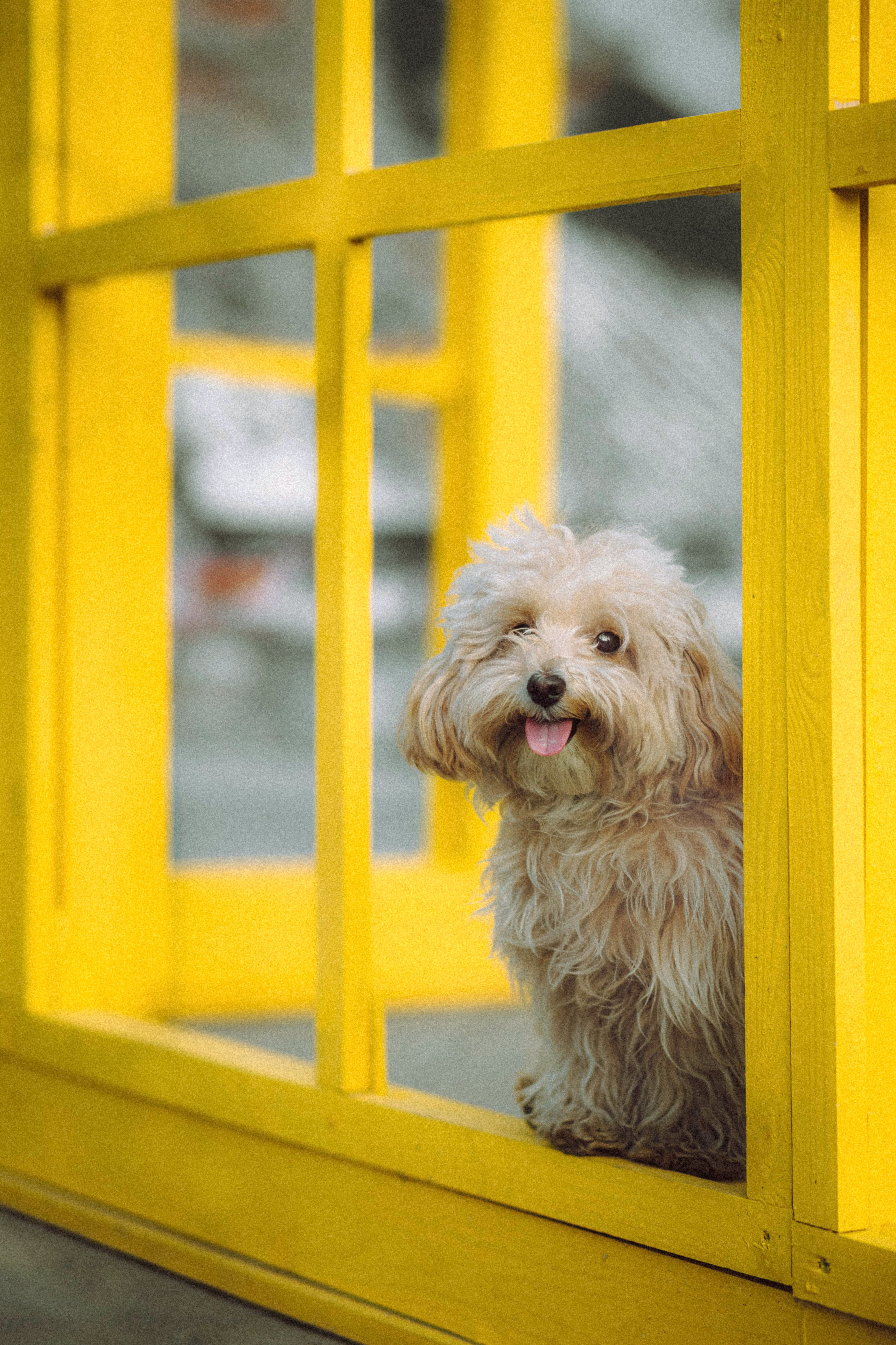 Настя и Симба