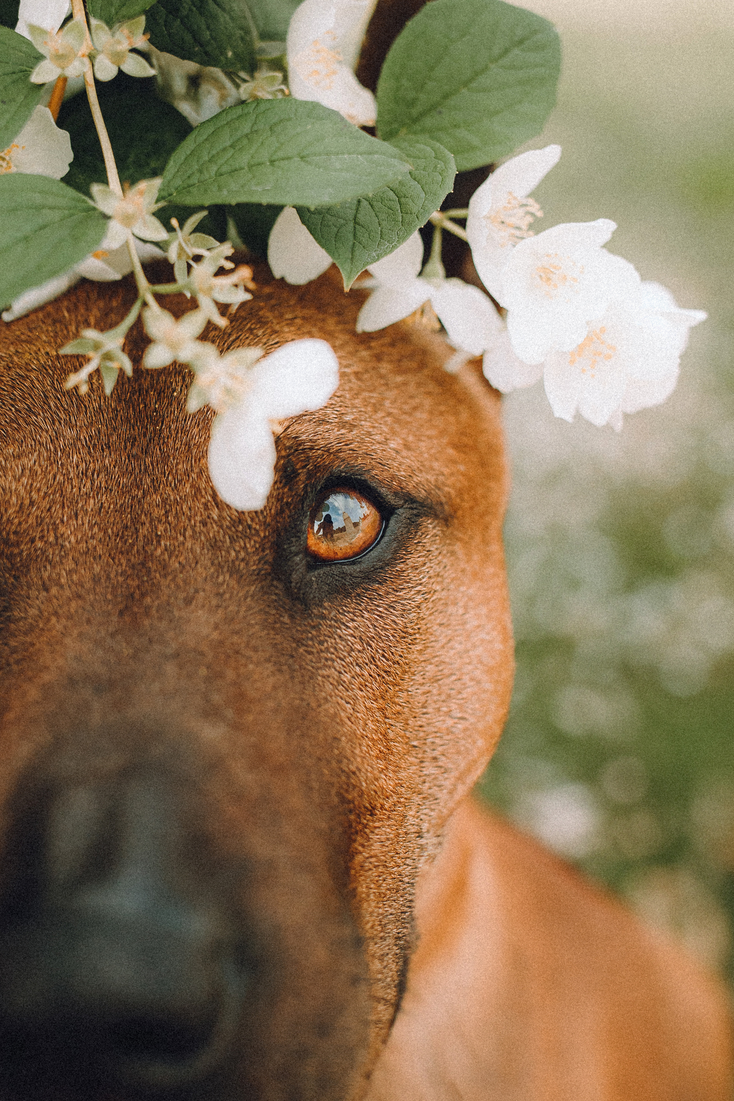 Оксана и Зевс