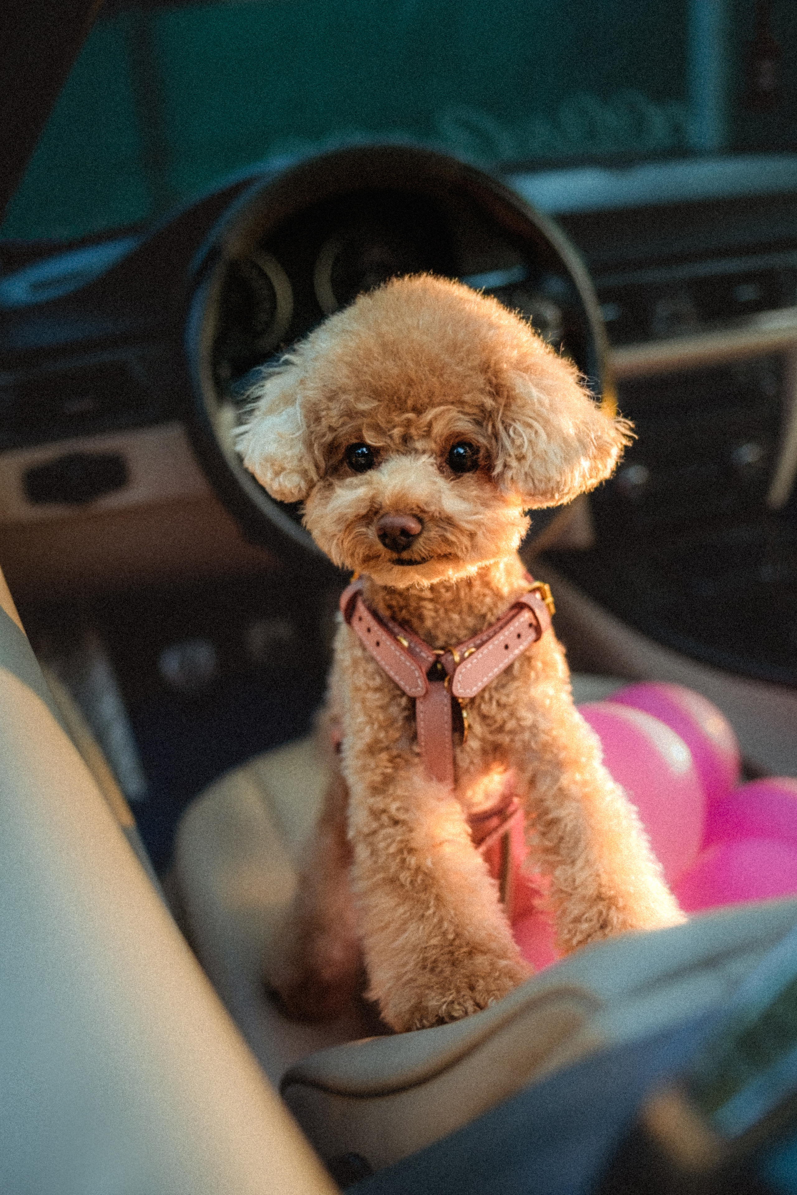 Даша и Глаша