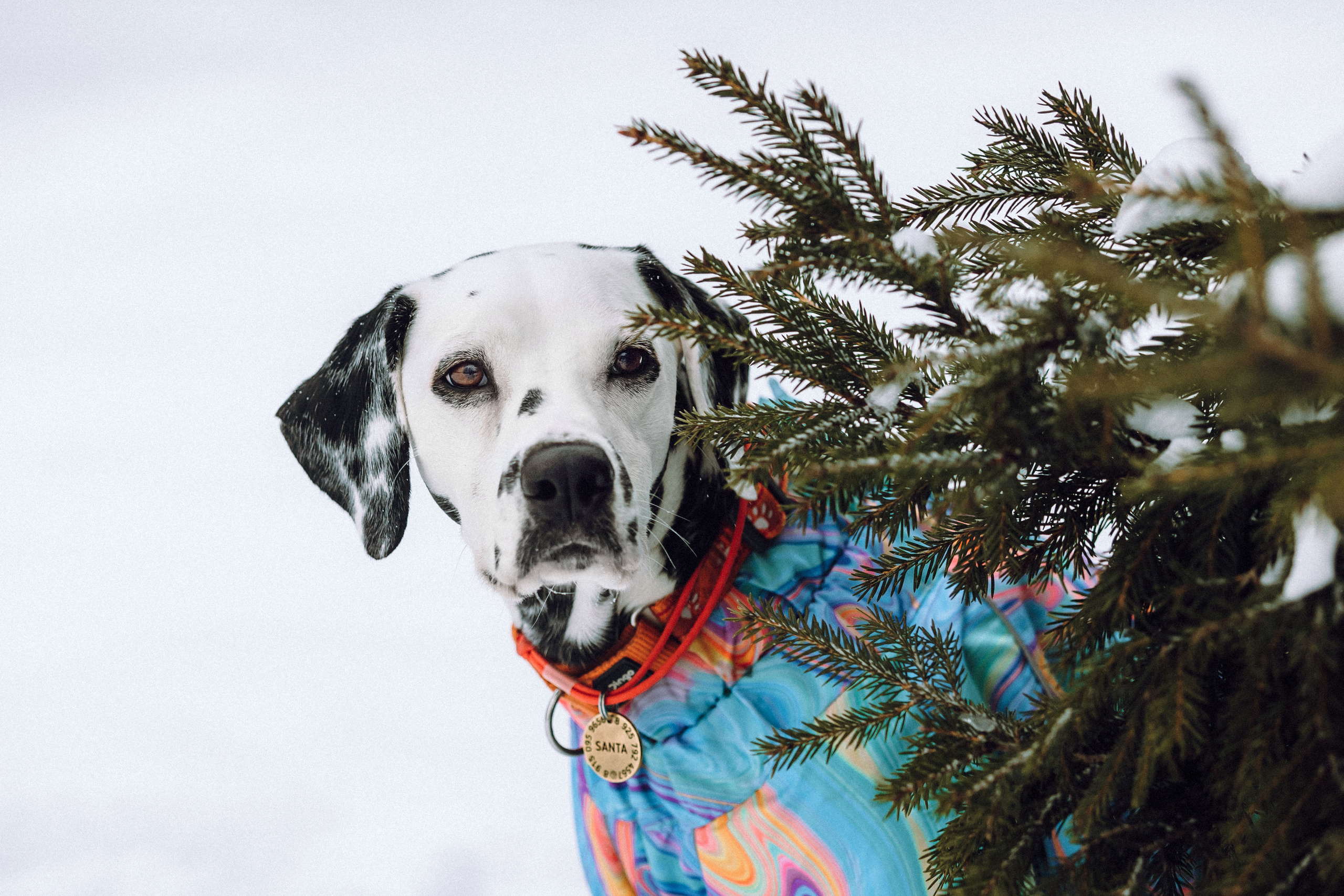 Кристина, Леша и Санта