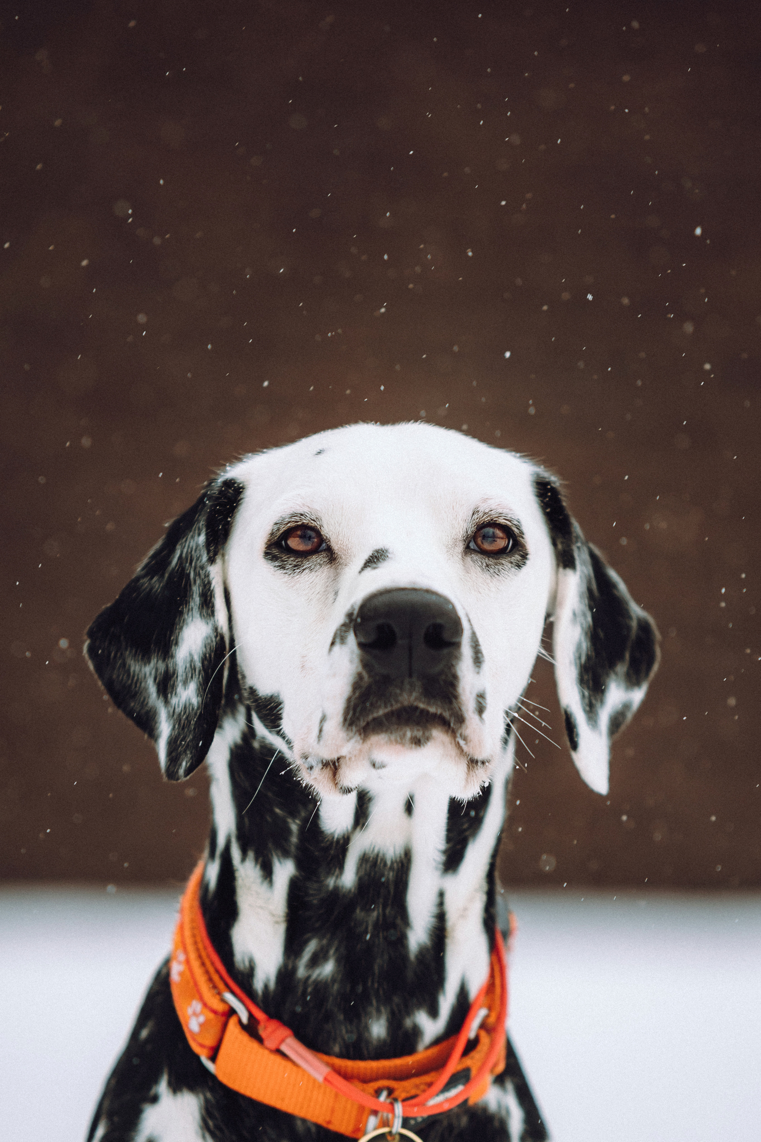 Кристина, Леша и Санта