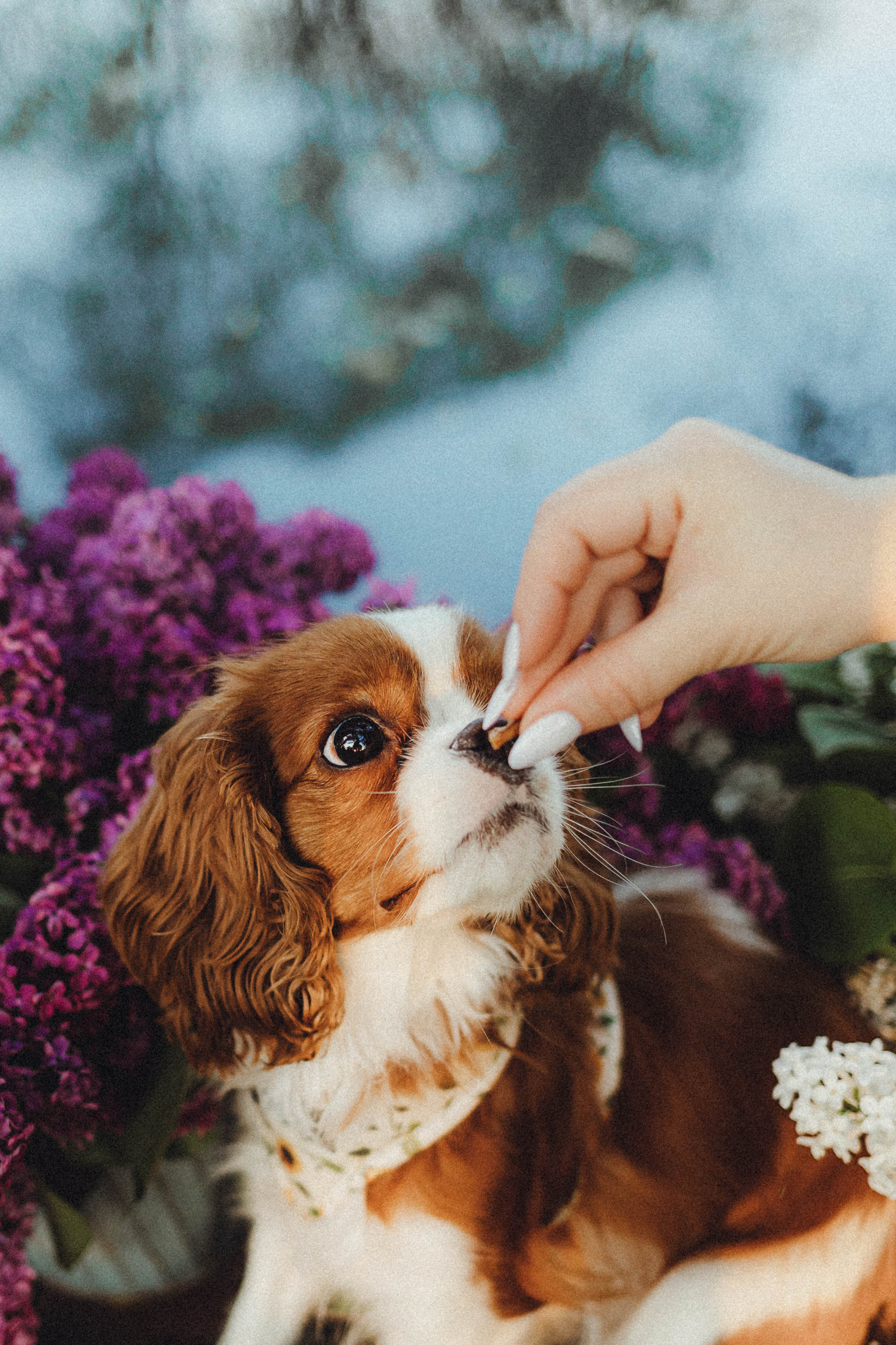 Валя, Аня и Ириска