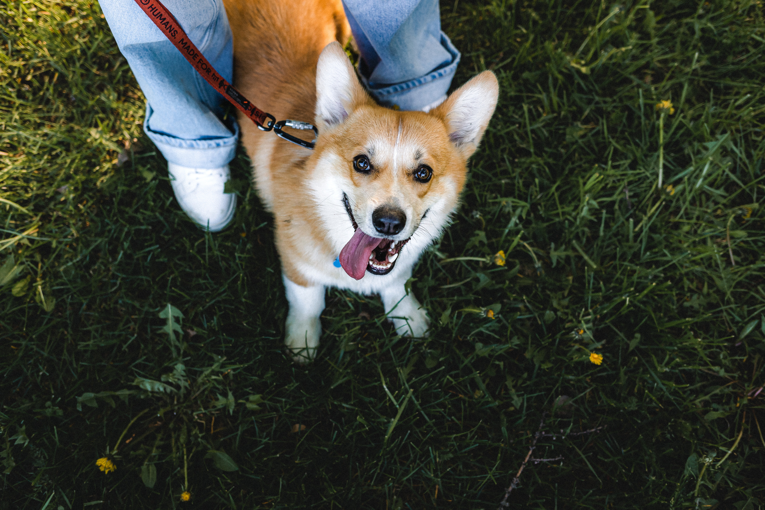 Вика, Глеб и Бадди