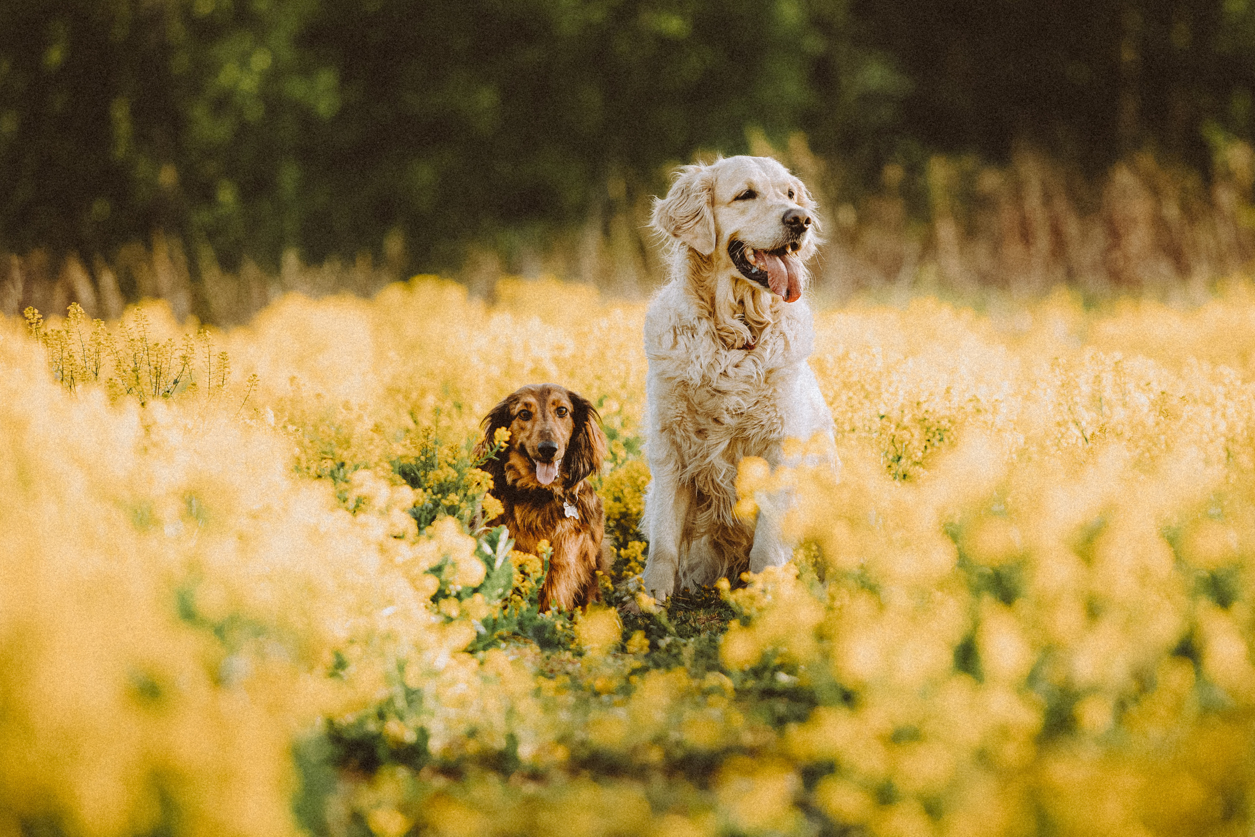 Джаз, Остин и их семья