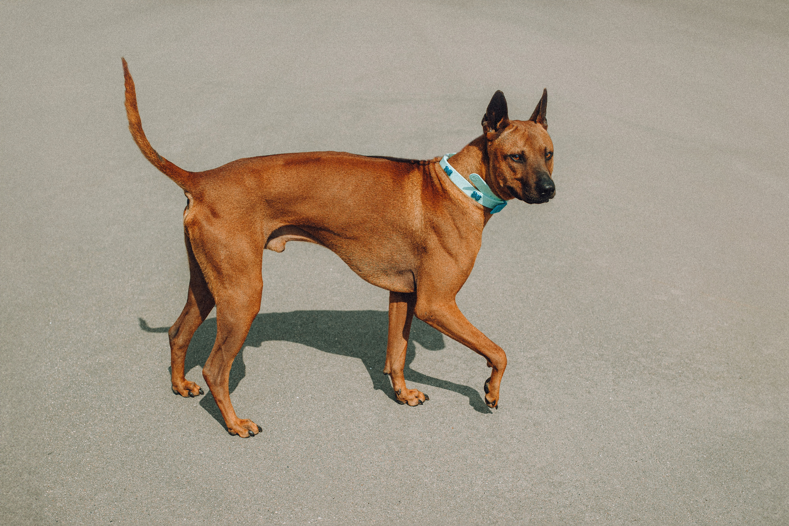 Оксана и Зевс