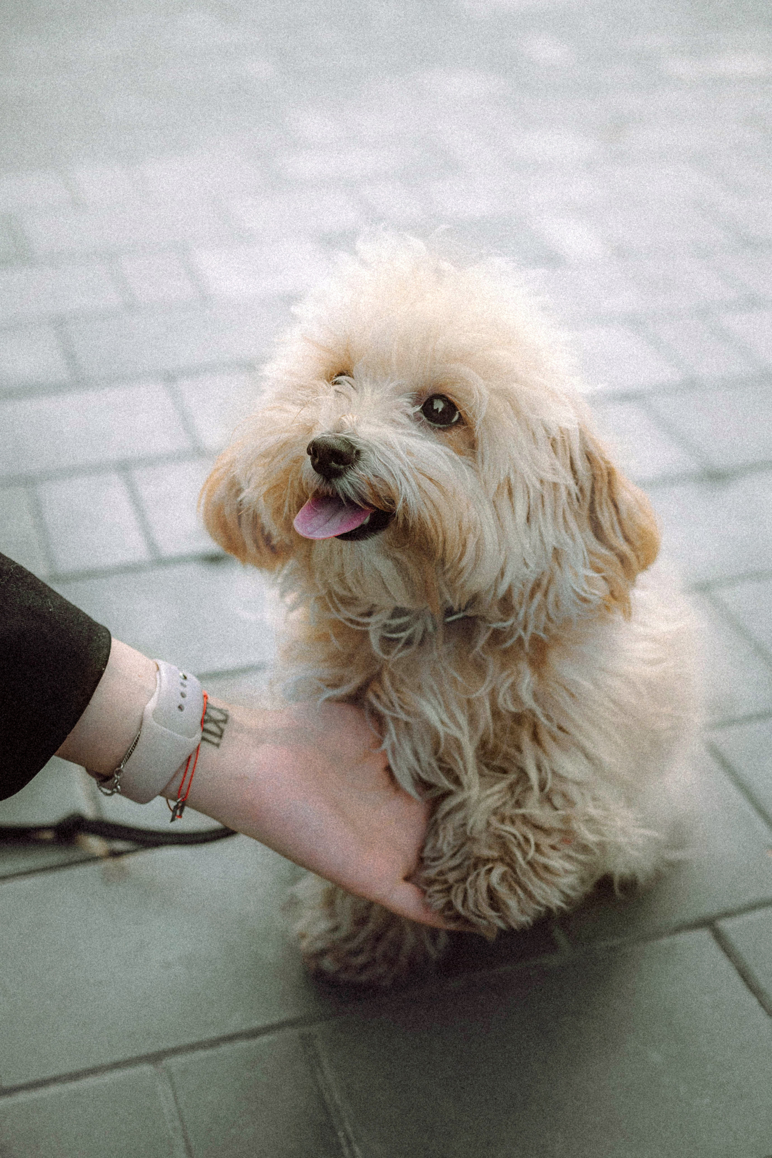 Настя и Симба