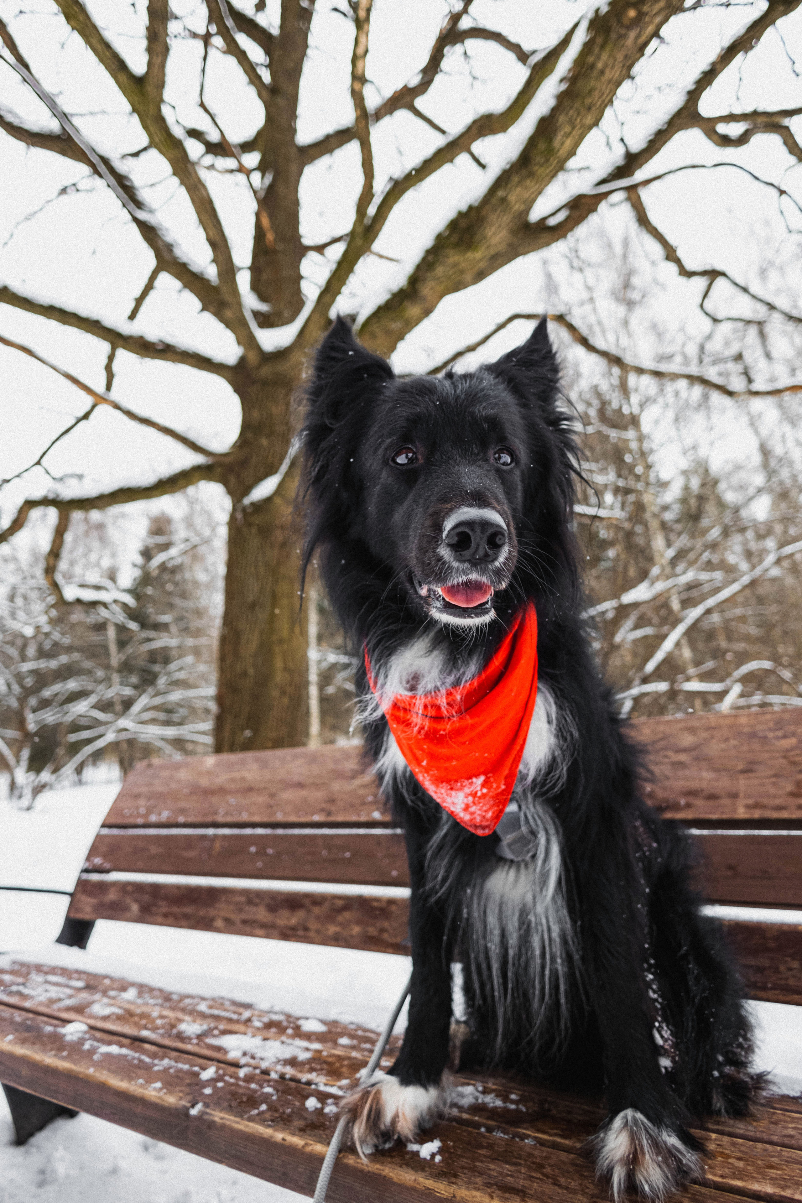 Диана и Чили