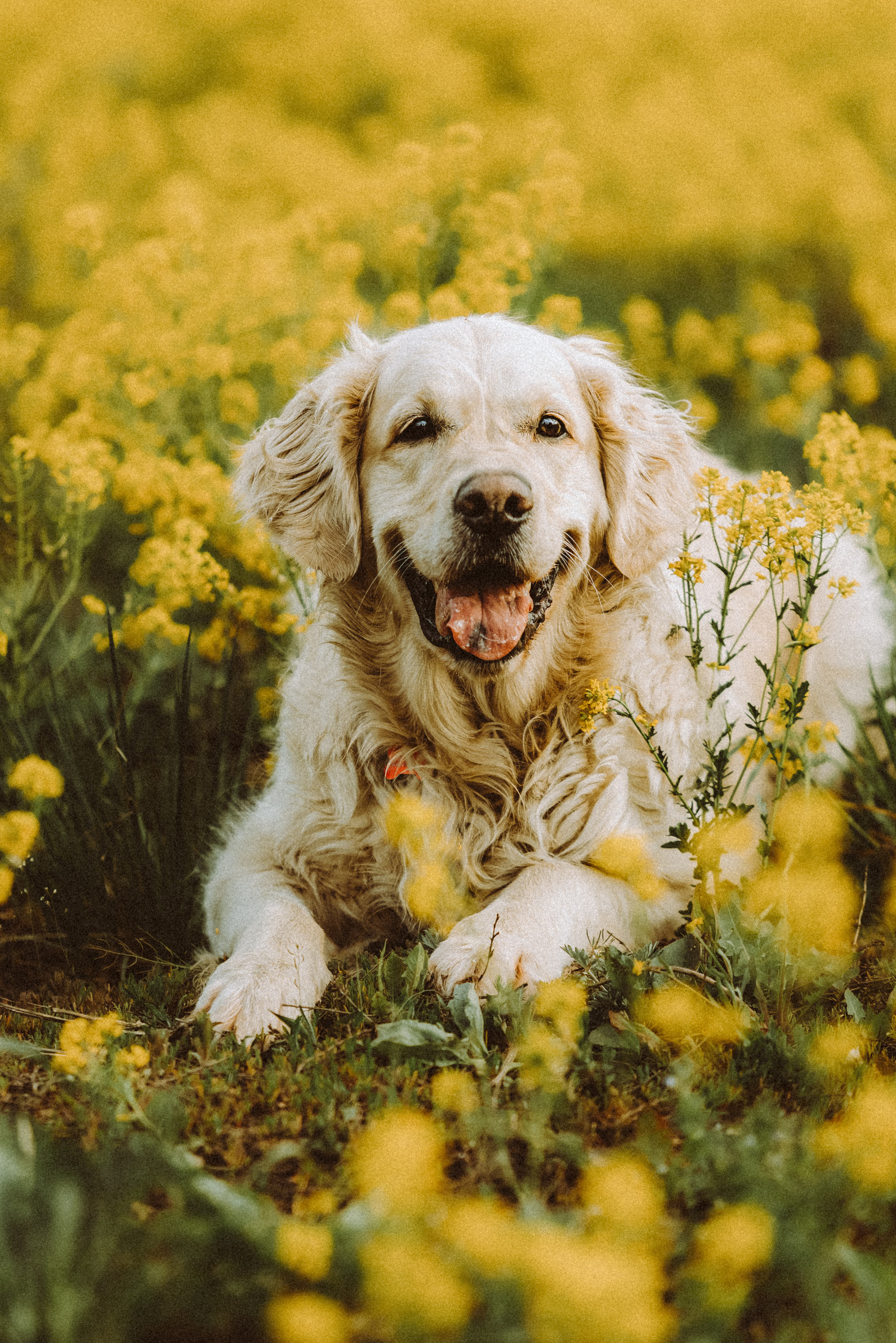 Джаз, Остин и их семья