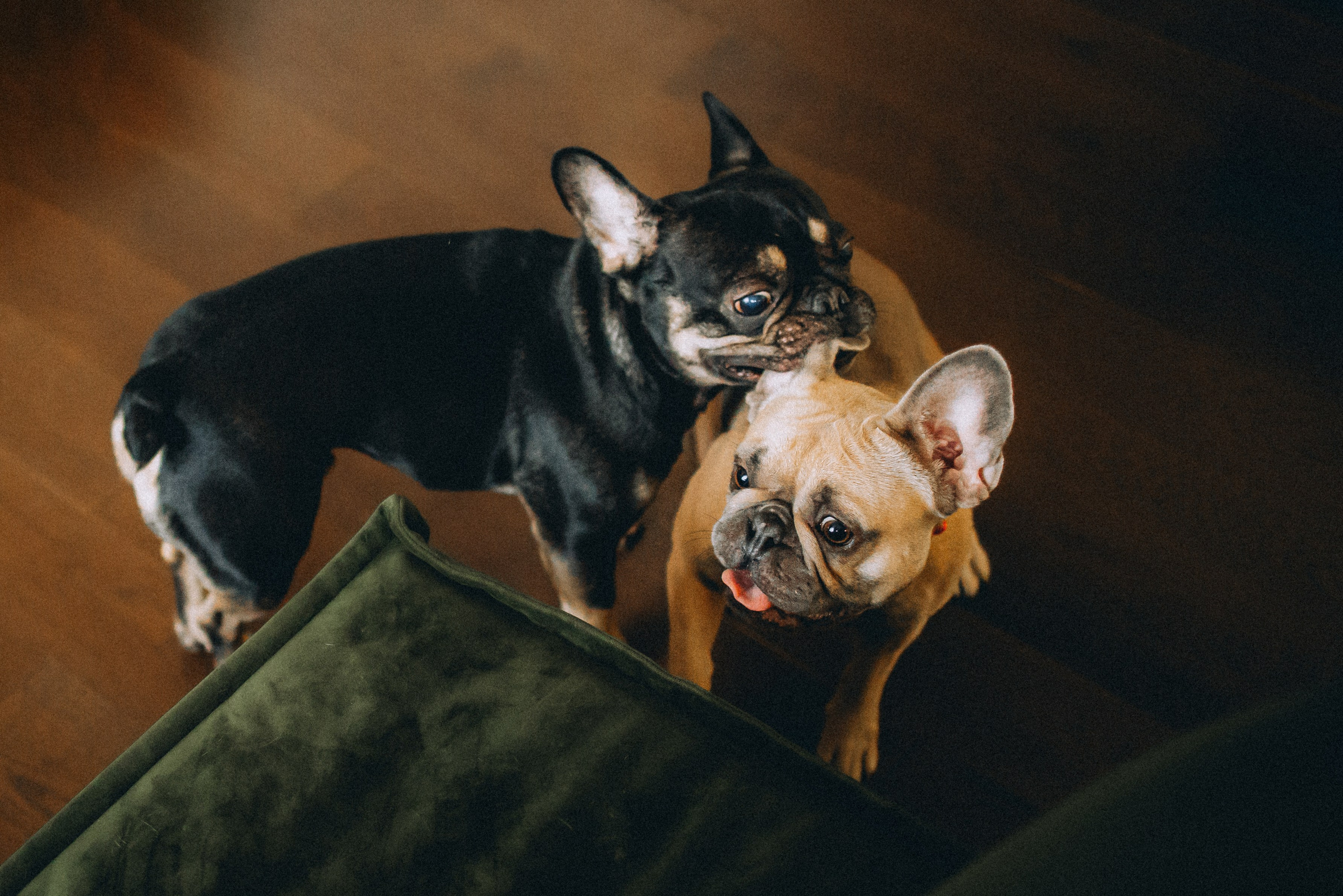 Юля, Мия и Зек