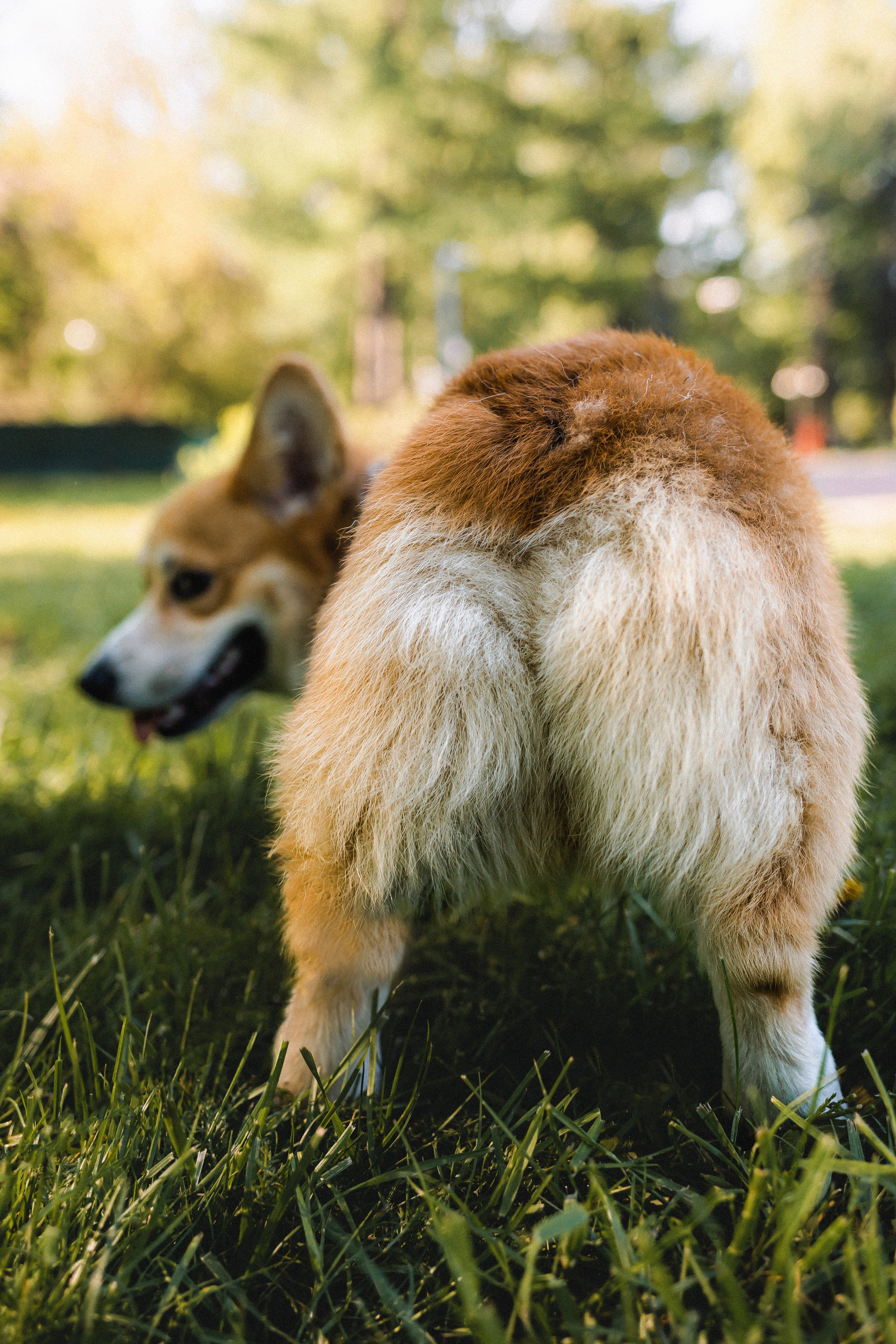 Вика, Глеб и Бадди