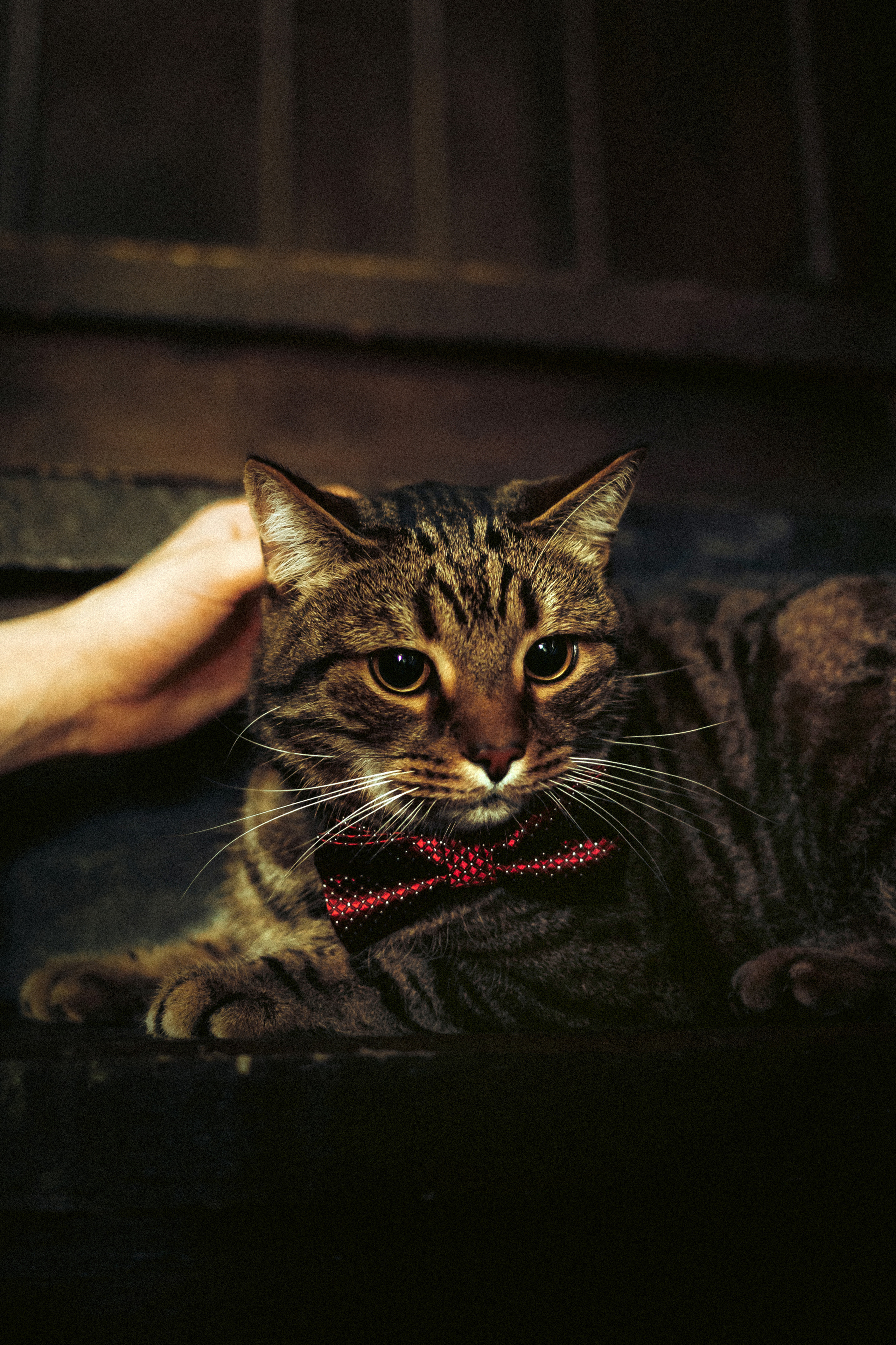 Вика, Вова и Клепа