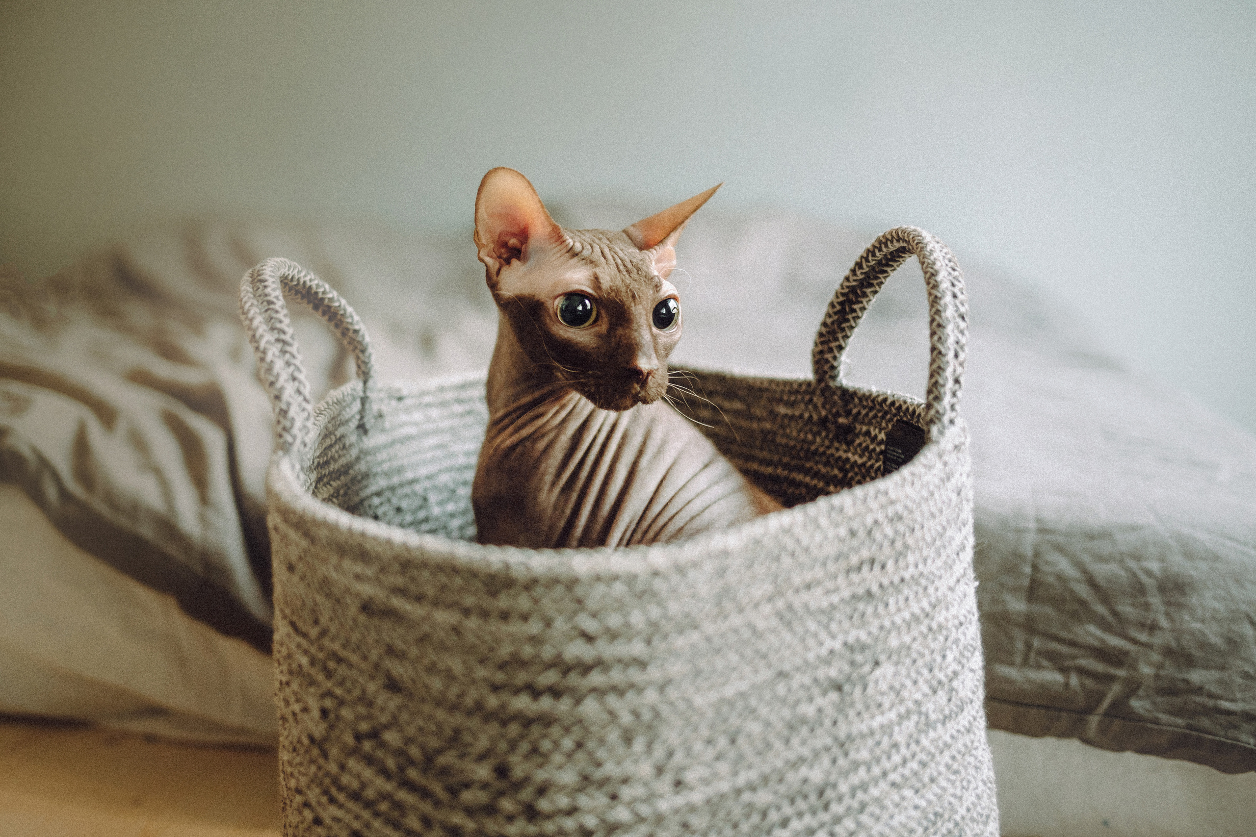 Марк, Челси, Маша и их семья