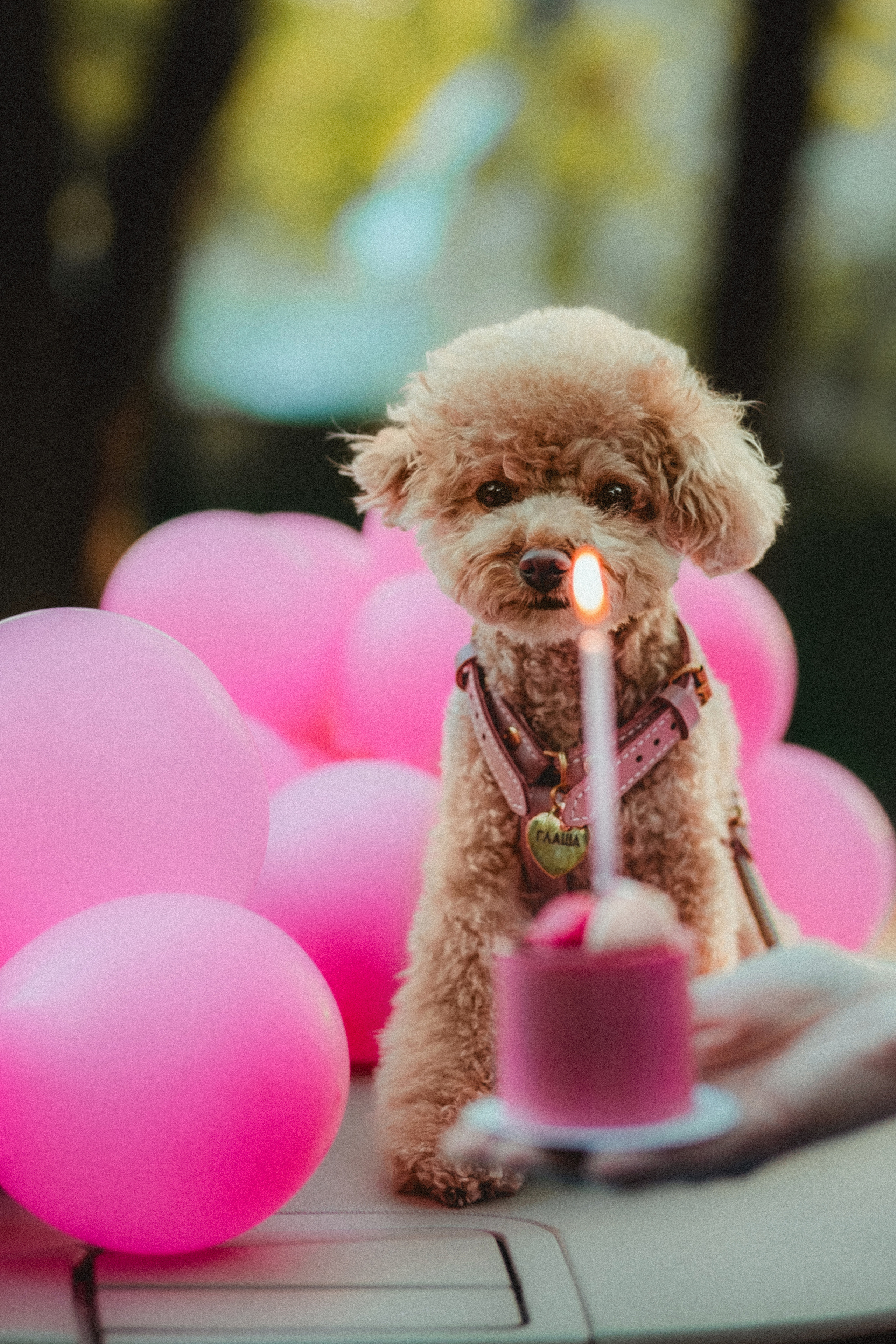 Даша и Глаша